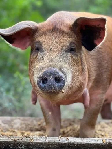 Red Wattle pigs foraging in the fields for a pasture raised animal