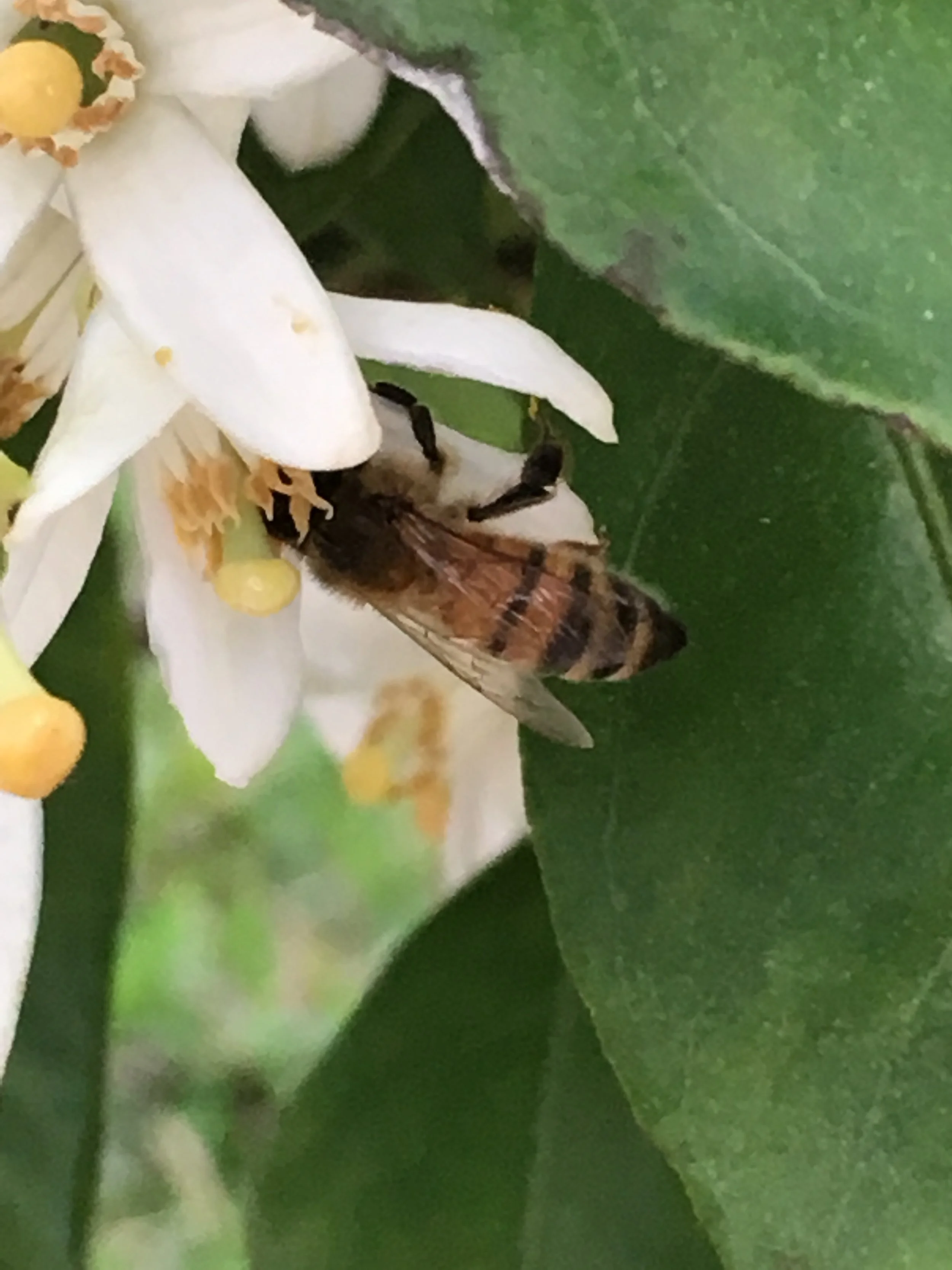 Honey (Size: 1 pint)