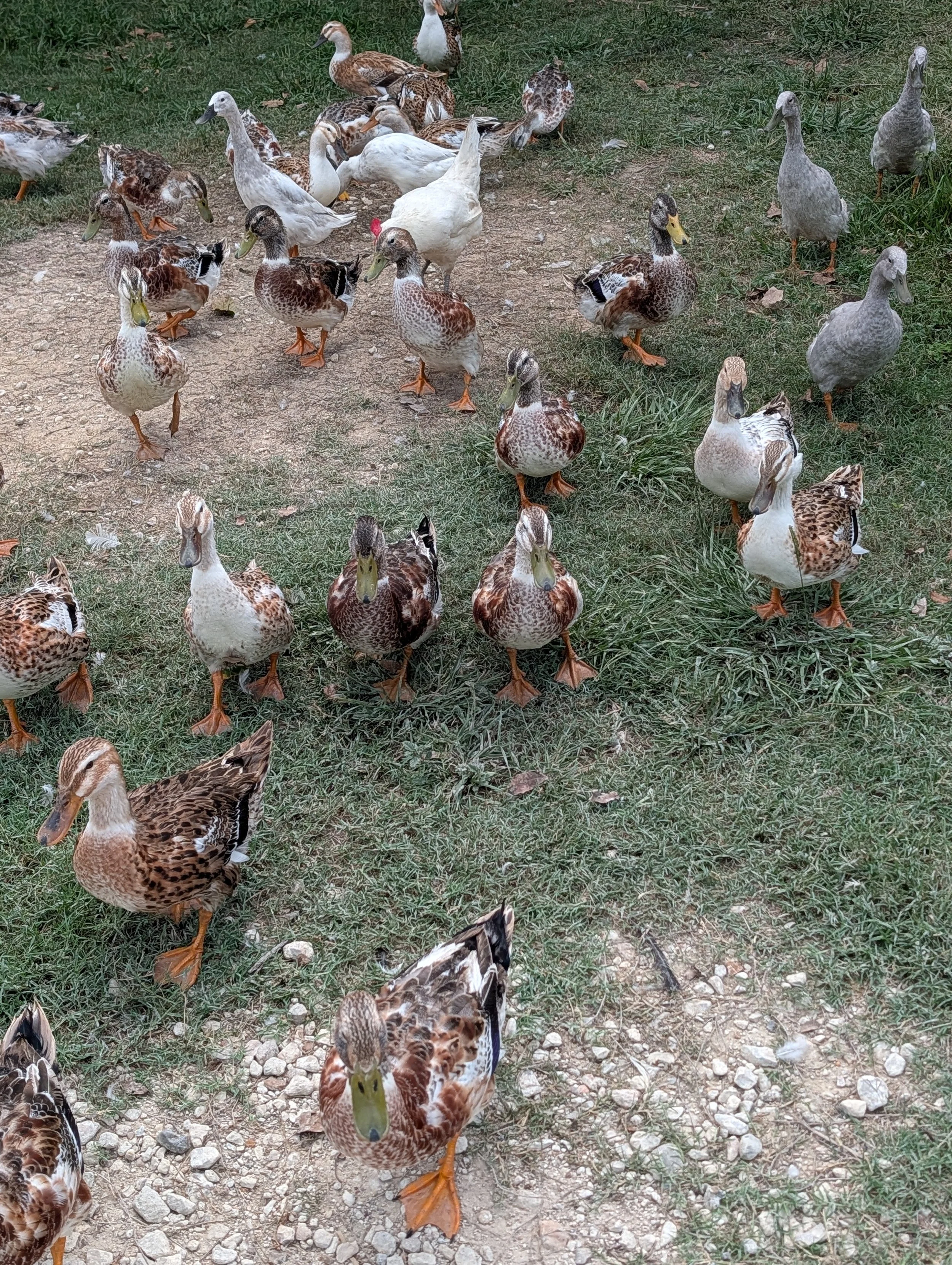 Silver Appleyard Duck Eggs