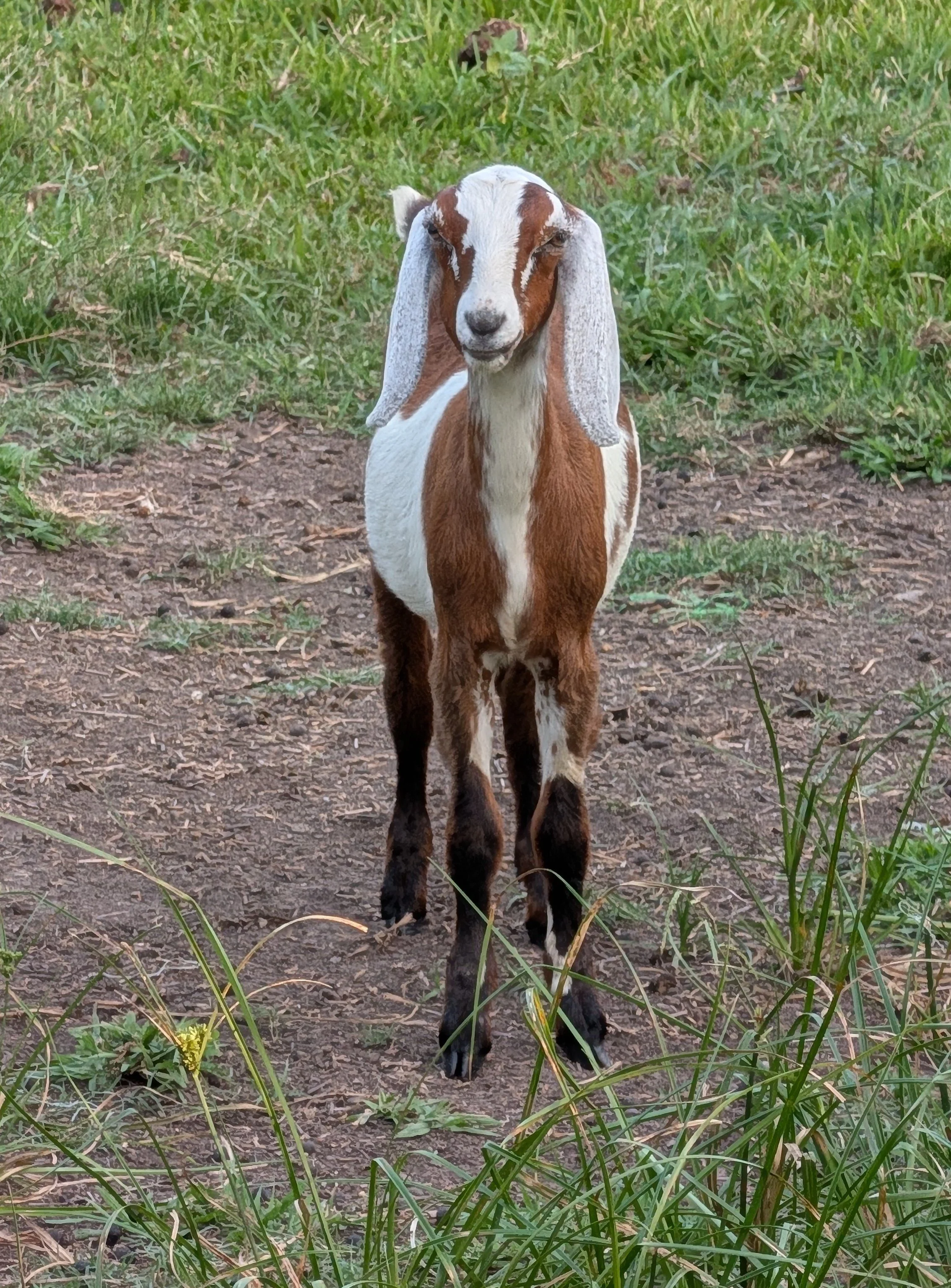 Nubian goat on a pasture gives way to goats milk soap production.