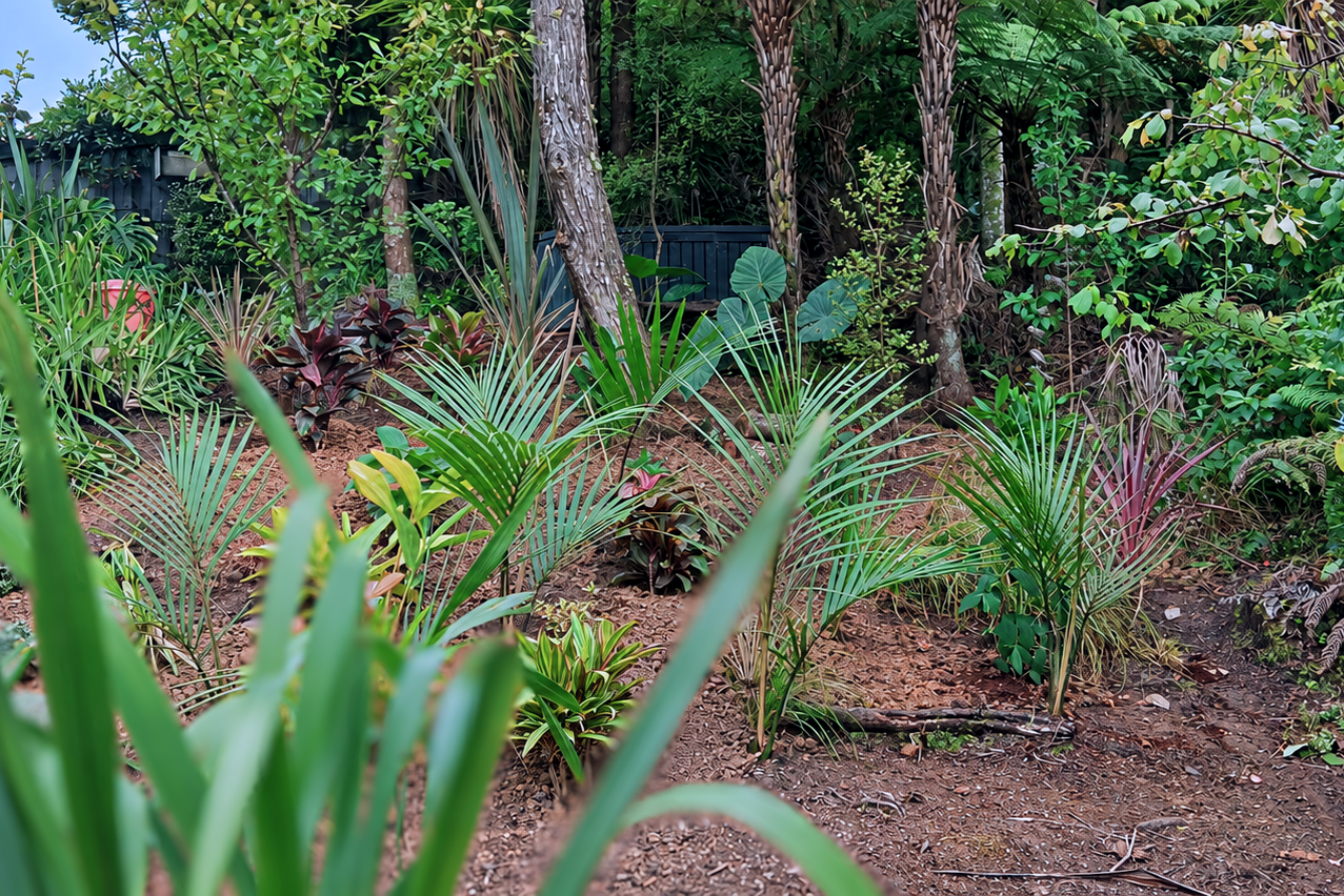 A lush garden with ornamental tropical plants and trees, featuring large green and purple leaves, and a dark fence in the background.