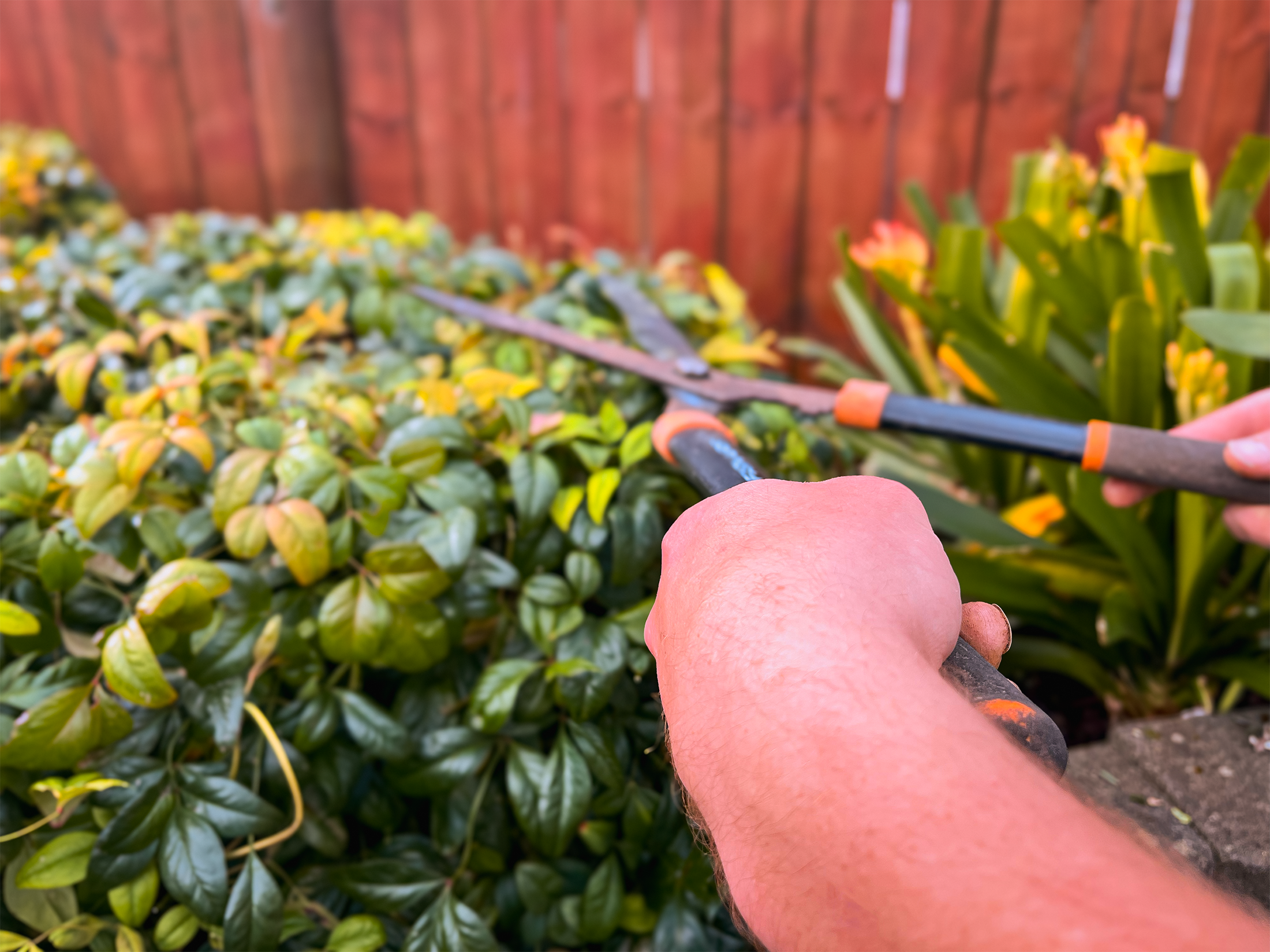 hedge trimming, garden maintenance landscaper