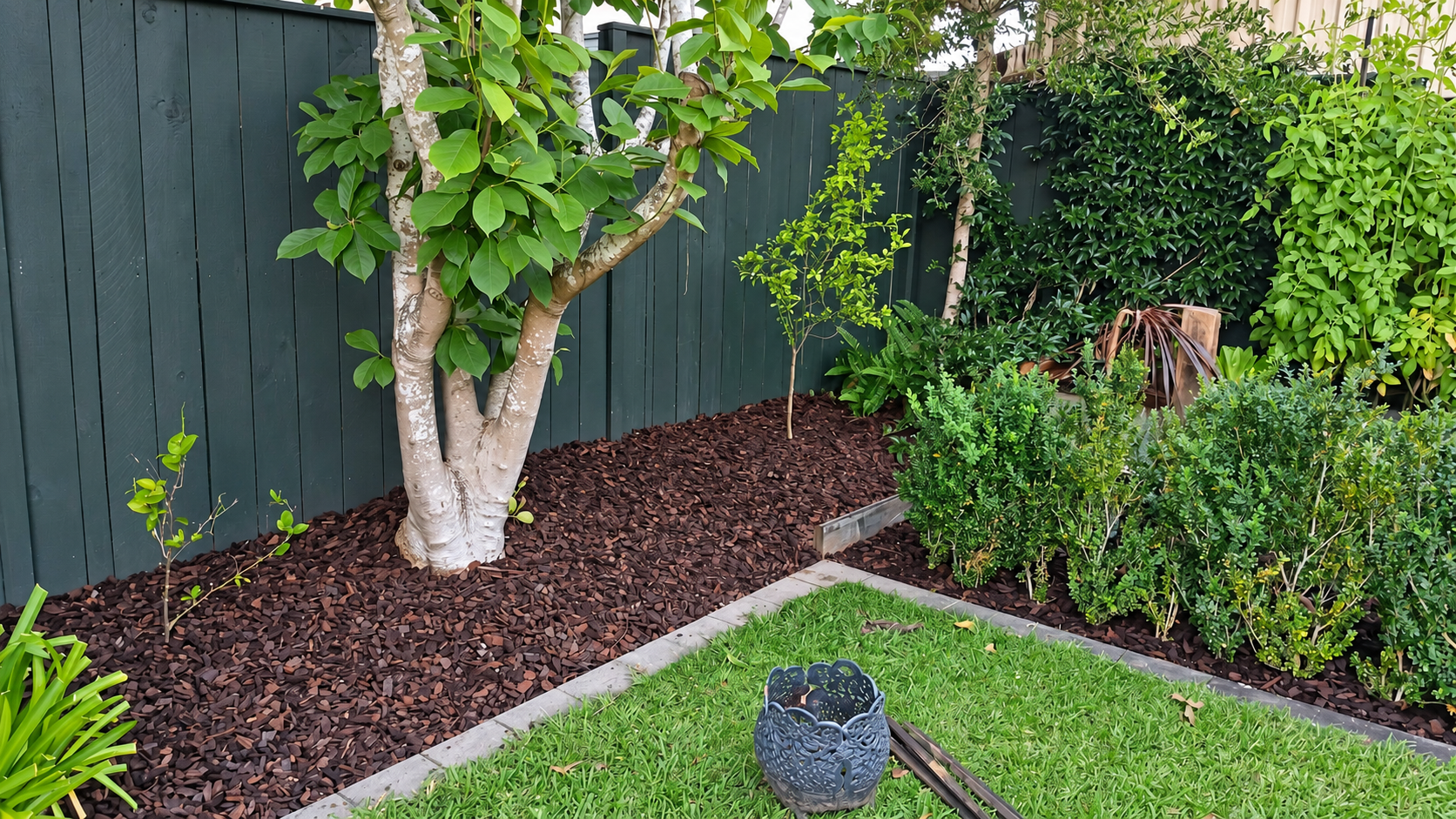 A backyard garden with a dark green wooden fence, various small trees and shrubs, mulched soil, a small lawn, and a decorative blue ceramic pot.