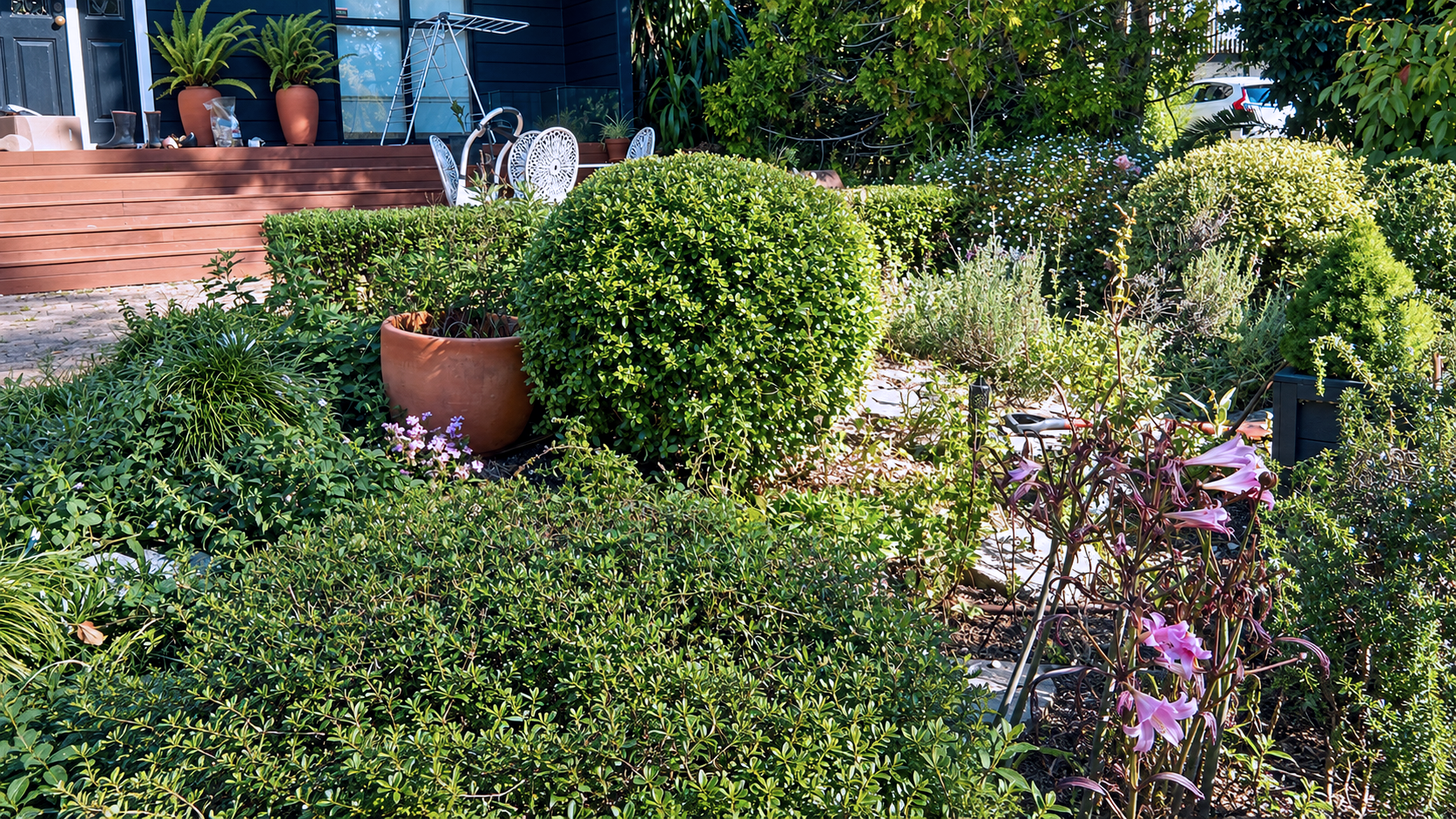 A lush garden with various green shrubs, potted plants, and pink flowers, with a house and trees in the background.