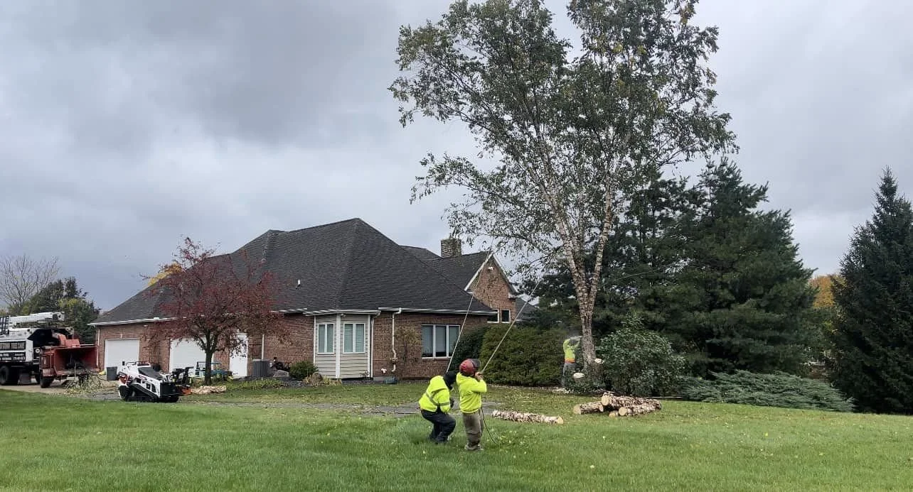 Traditions Tree trimming and cutting crew working in front yard of a suburban house on overcast day, with tree branches on the ground.