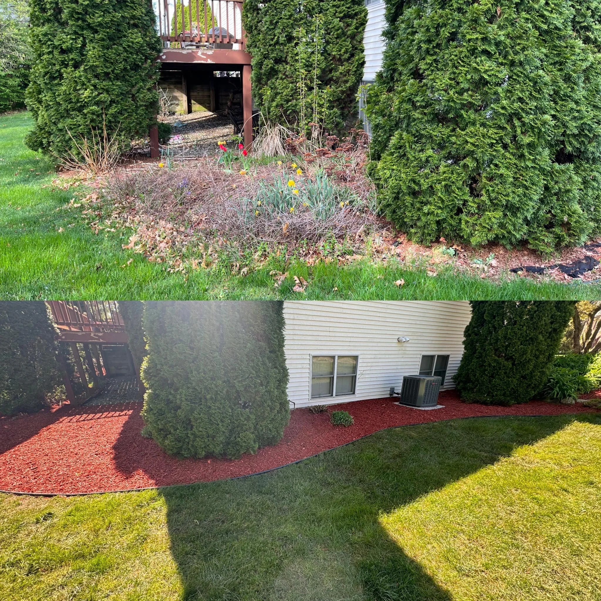 A backyard garden with green grass, blooming flowers, tall evergreen bushes, and a house with beige siding and windows.
