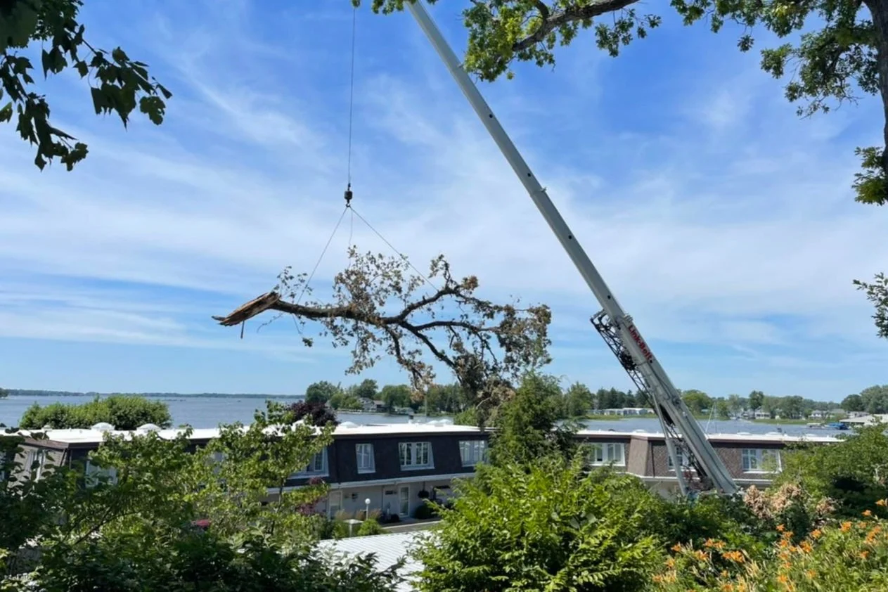 A crane lifting a large tree branch in a residential neighborhood near a body of water, with houses, trees, and a partly cloudy sky in the background.