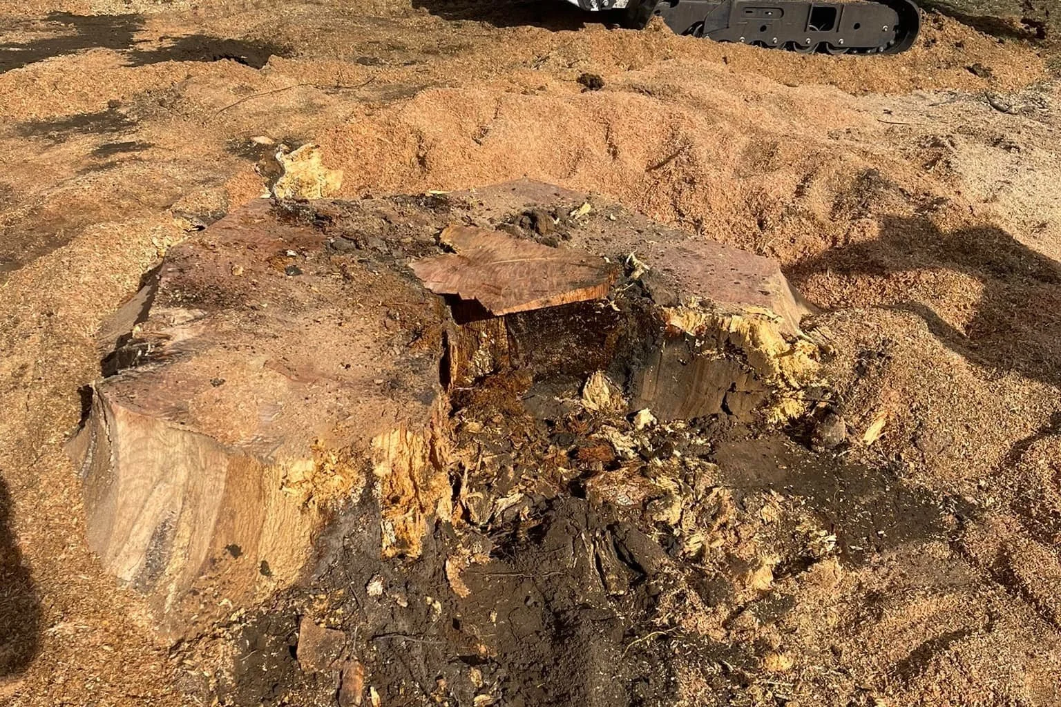 Close-up of a tree stump on sandy ground with some chippings and bark remnants, and a piece of drywall in the background.