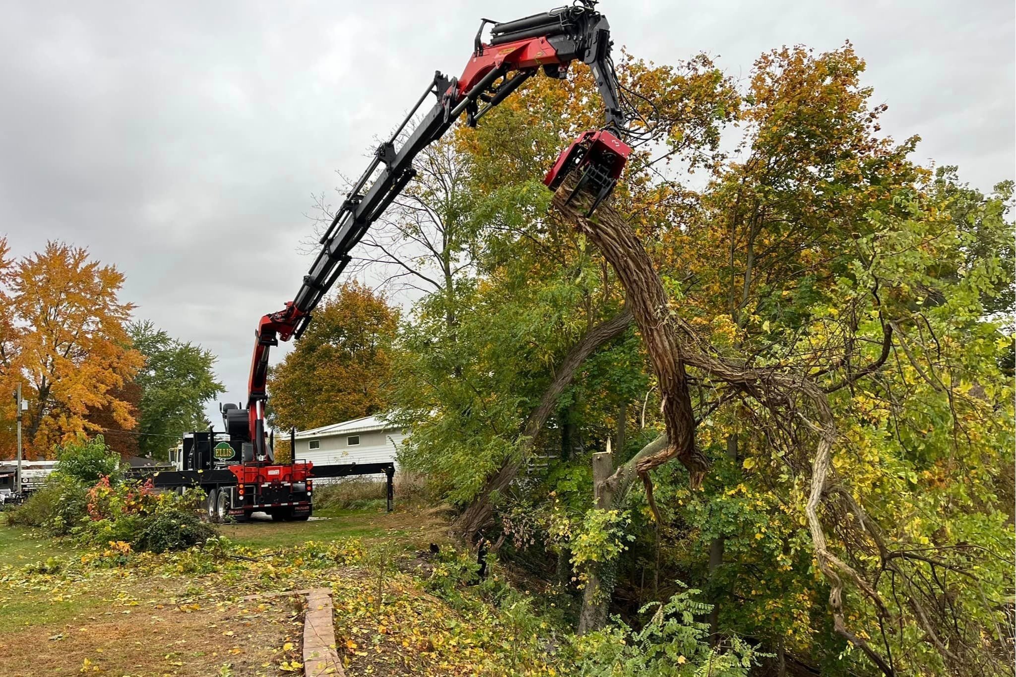 A large red and black crane is trimming a large tree in a residential yard during autumn. The tree has orange and yellow leaves, some of which are on the ground. The sky is overcast.
