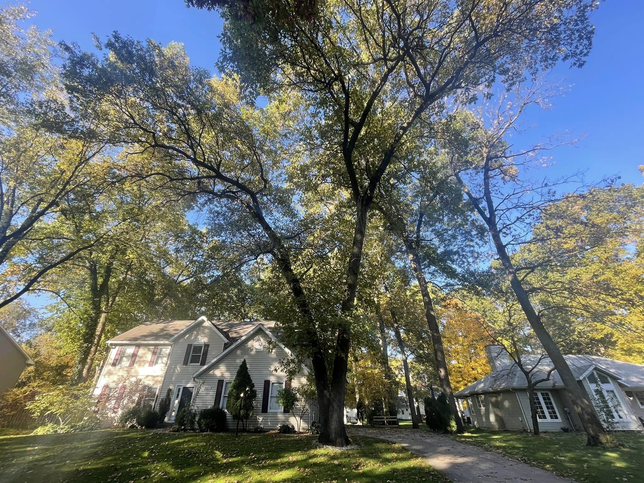 A residential neighborhood with houses and large trees with green and yellow leaves against a clear blue sky.