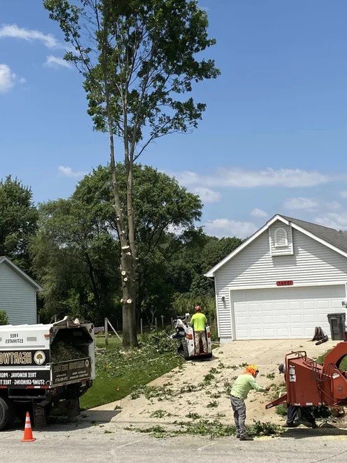 Tree trimming crew removing branches from a tall tree near a residential house with a cloudy blue sky in the background.