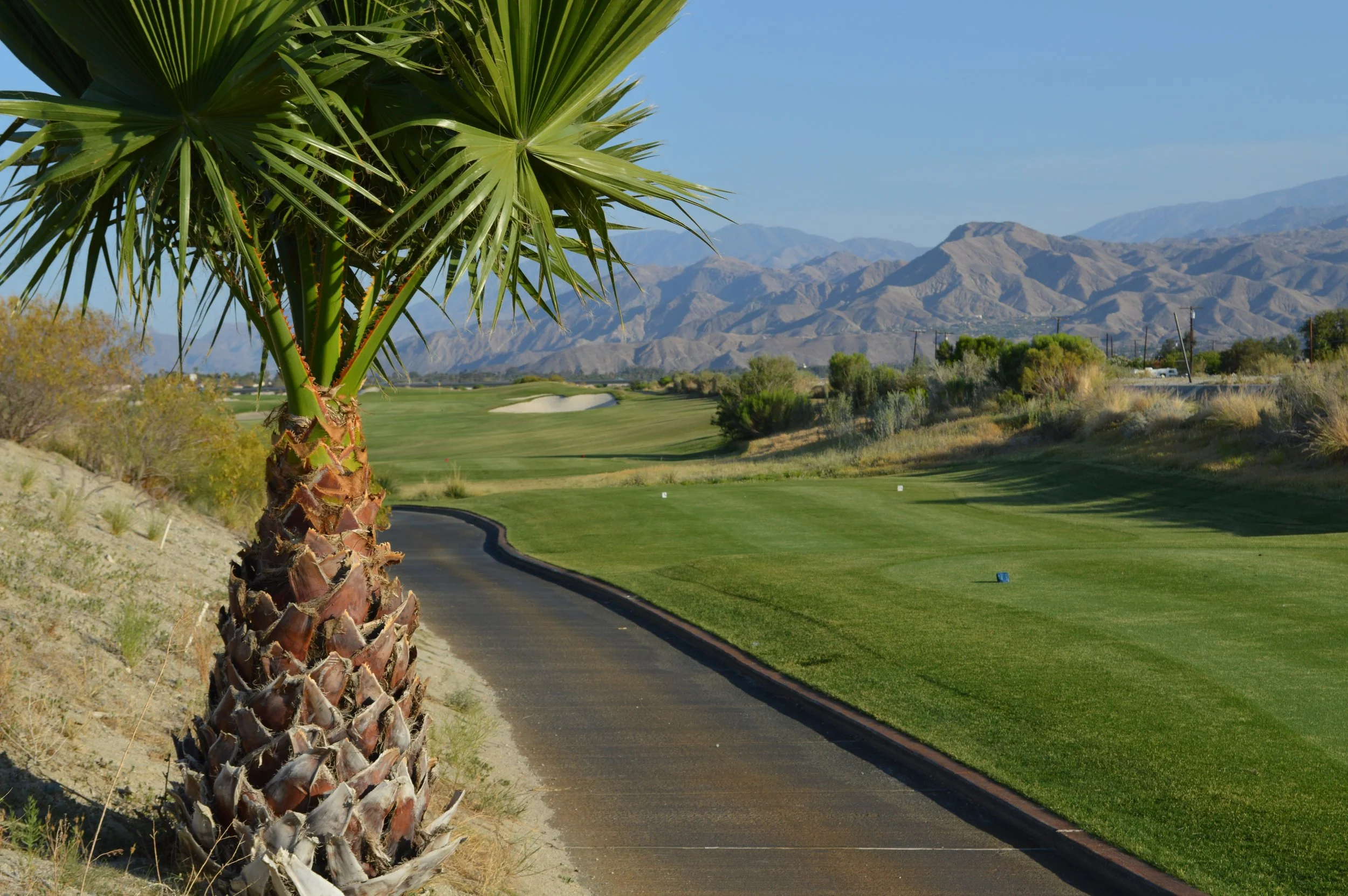 A desert landscape from Palm Springs CA with a palm tree in the foreground, a green golf course, and mountains in the background under a clear blue sky.