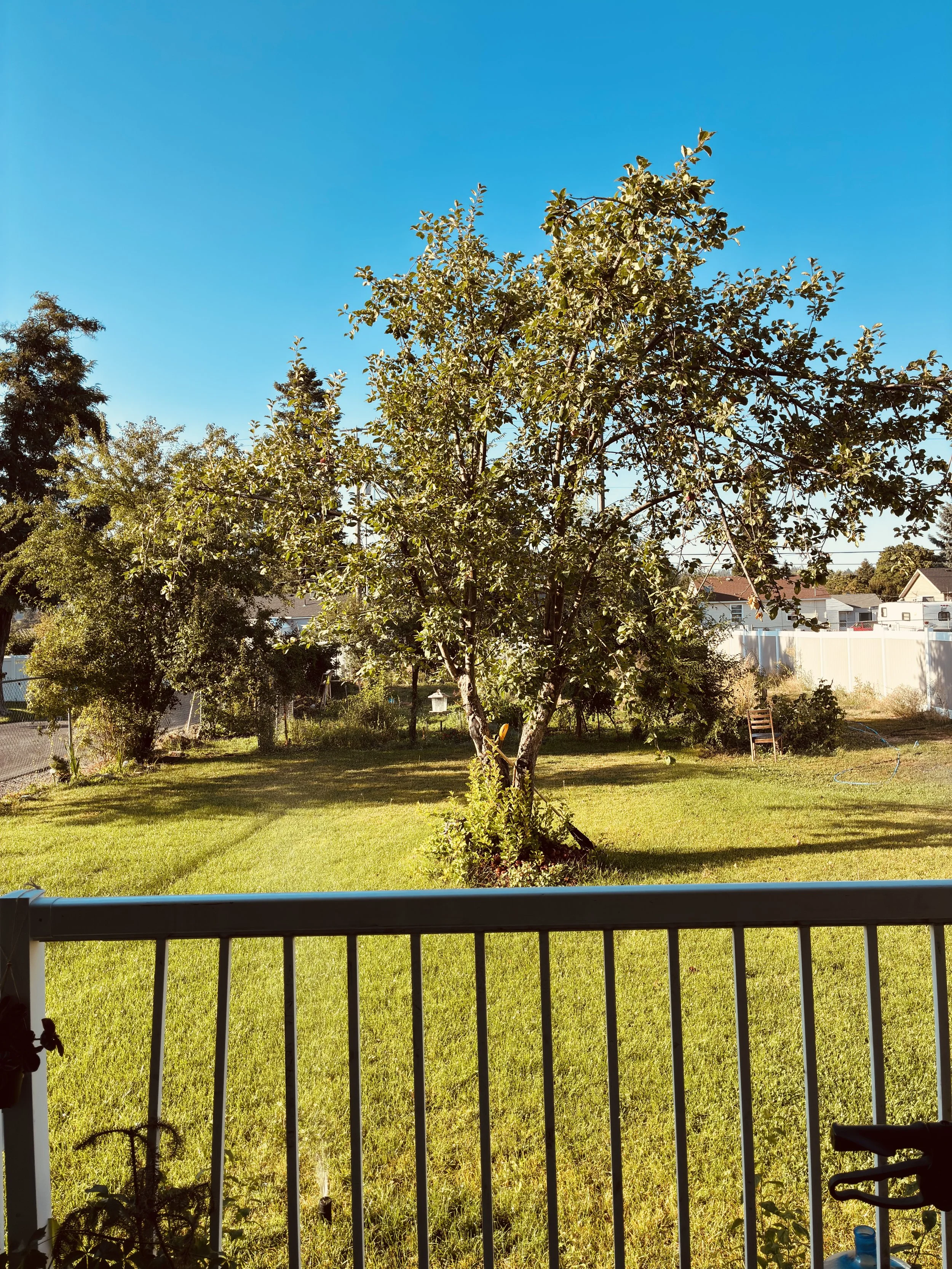 A backyard view through a metal railing shows green grass, a large leafy tree, and houses in the background under a clear blue sky.