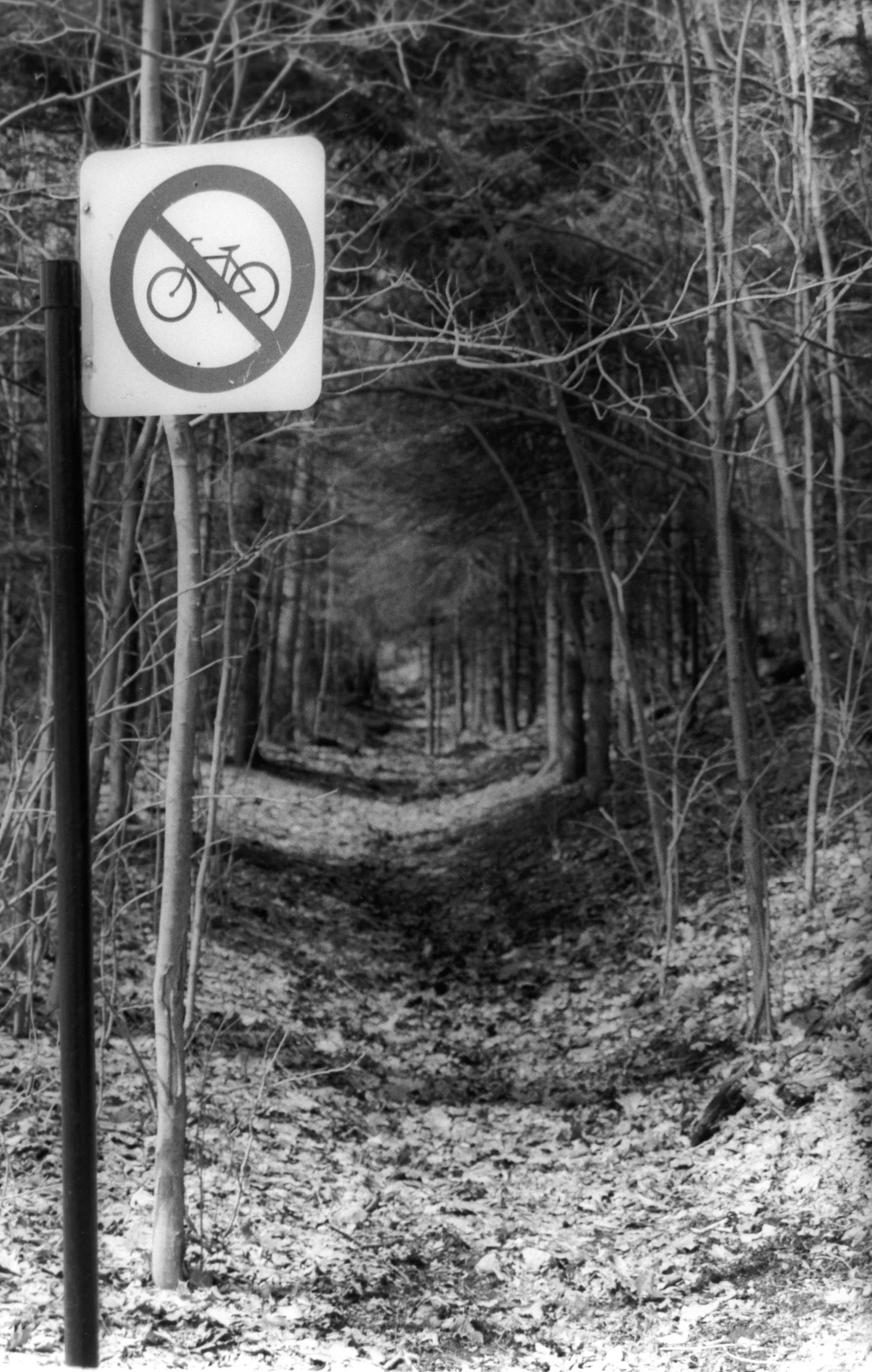MTL - Mont Royal - The Path Less Traveled.jpg