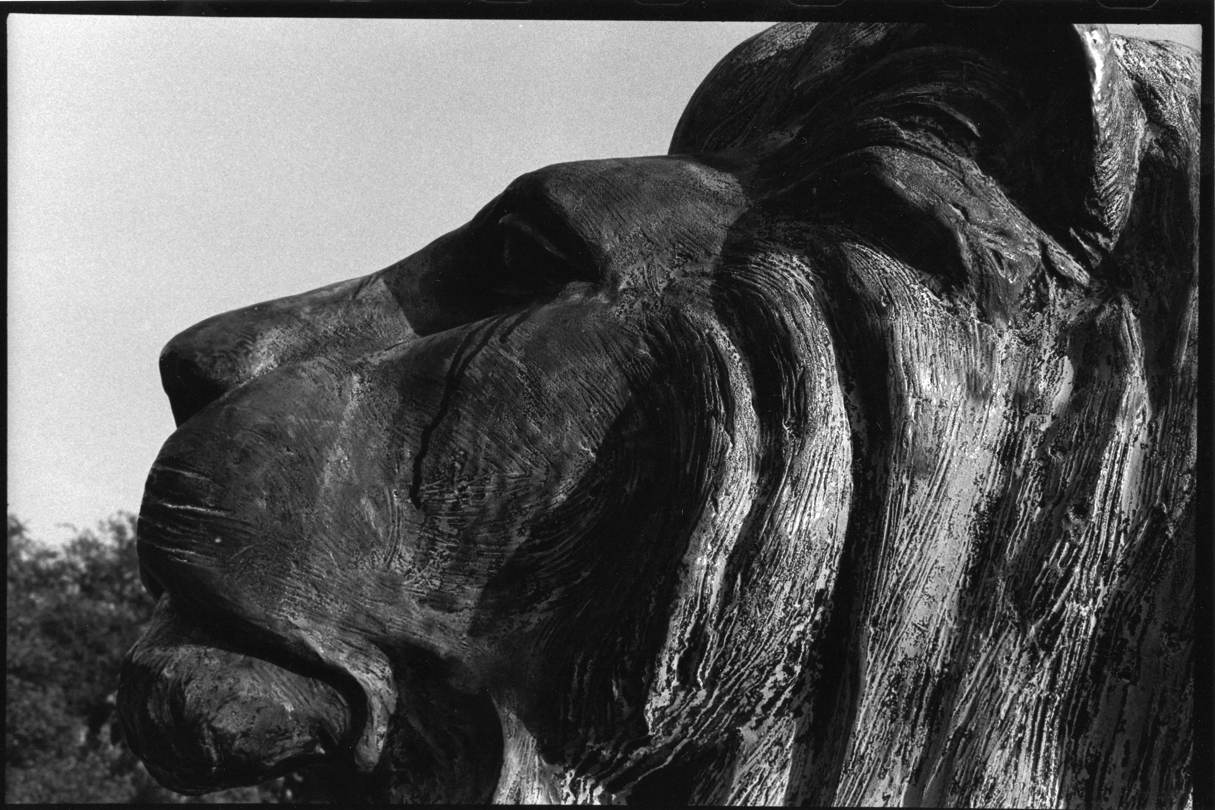 MTL - Statue - Lion Profile.jpg