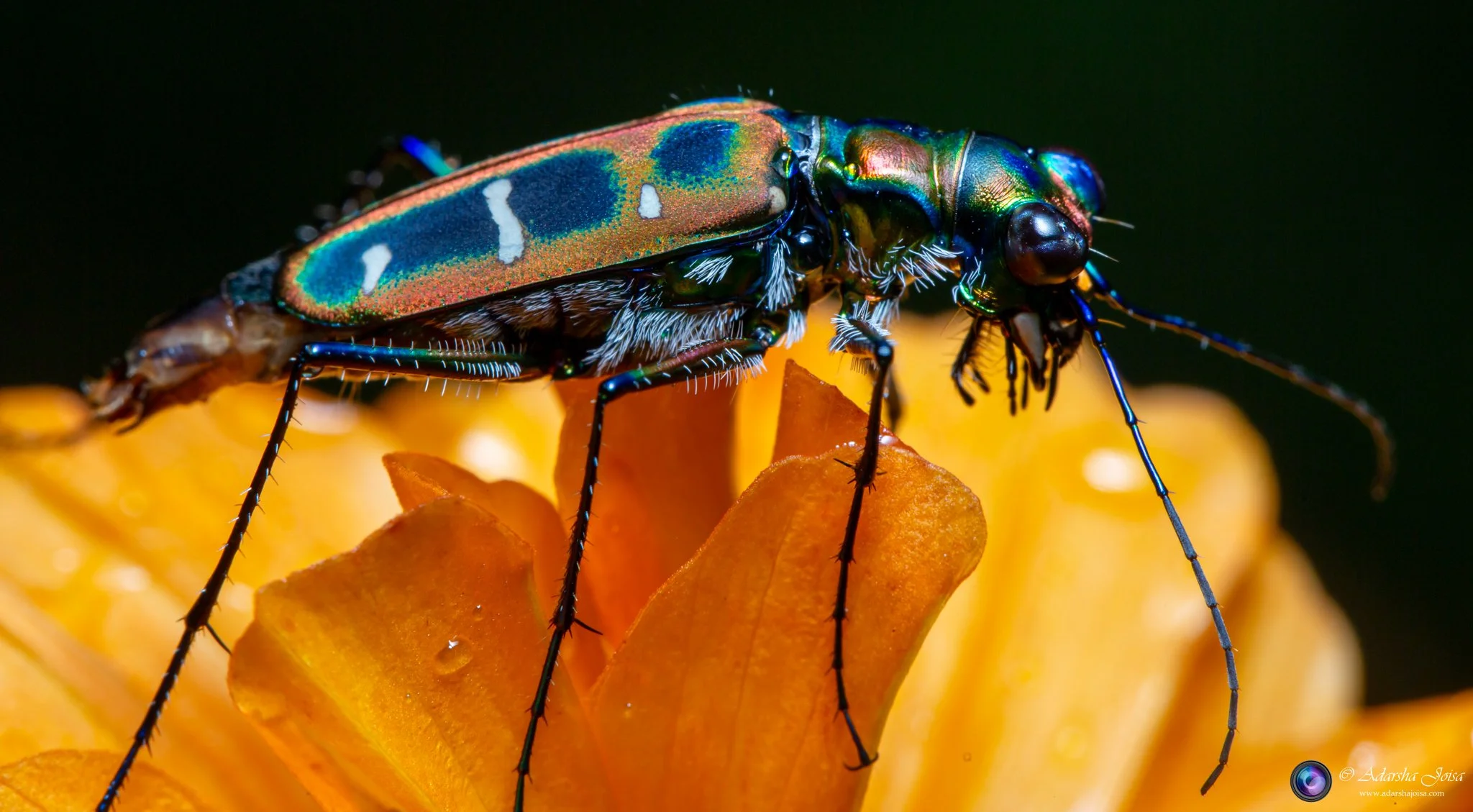 Rainbows in a bug