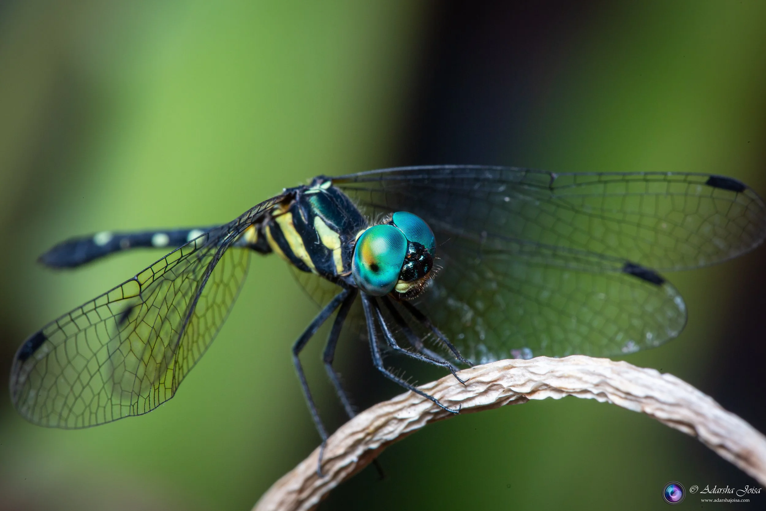 Dragonfly