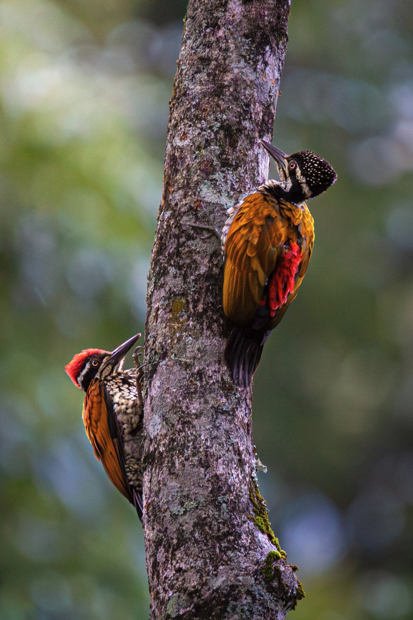 Woodpecker Pair in the Western Ghats