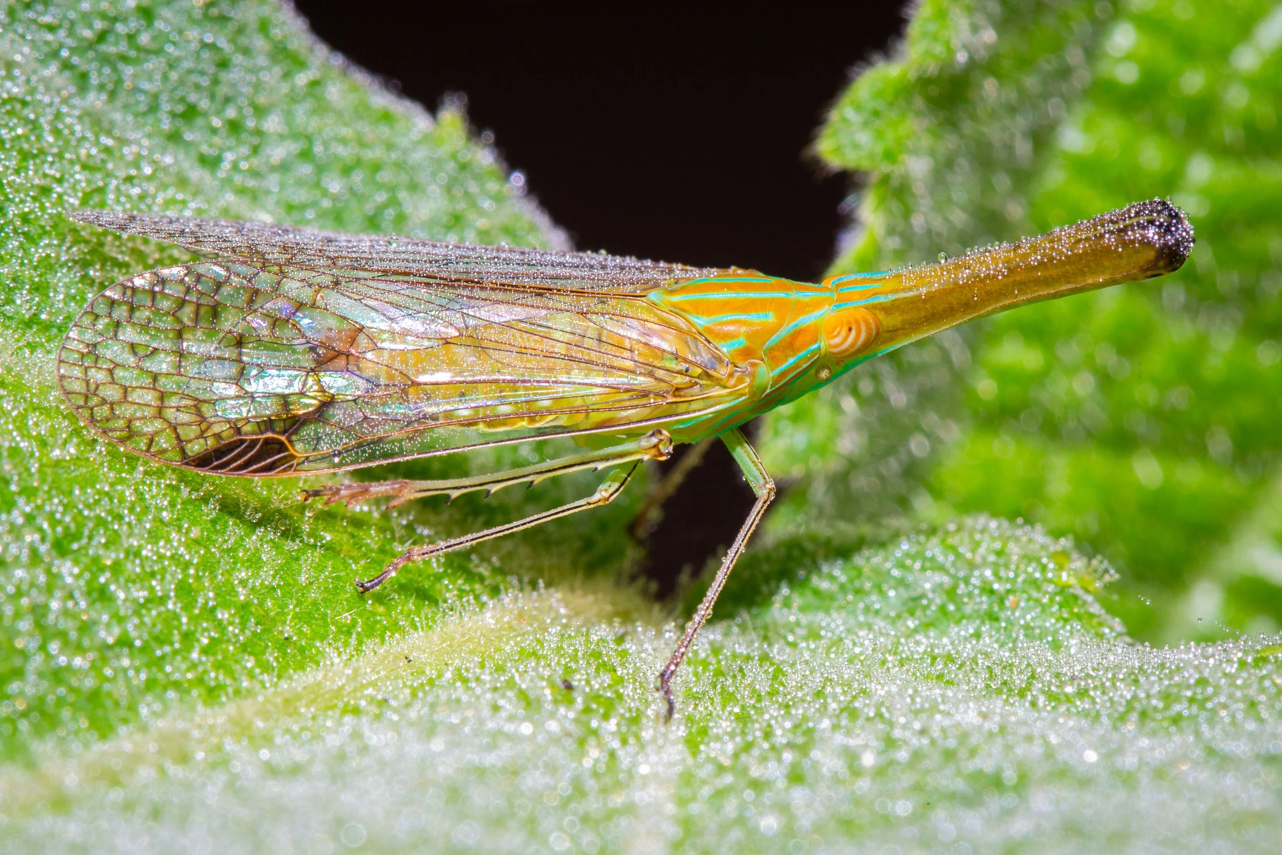 Colorful Treehopper