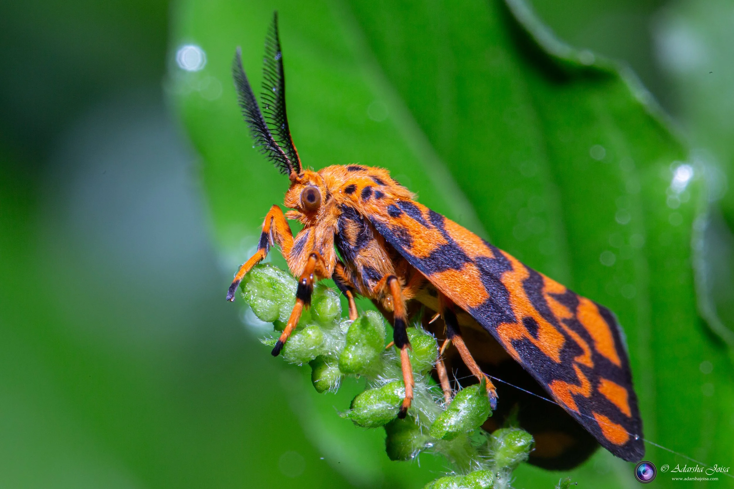 Tiger moth