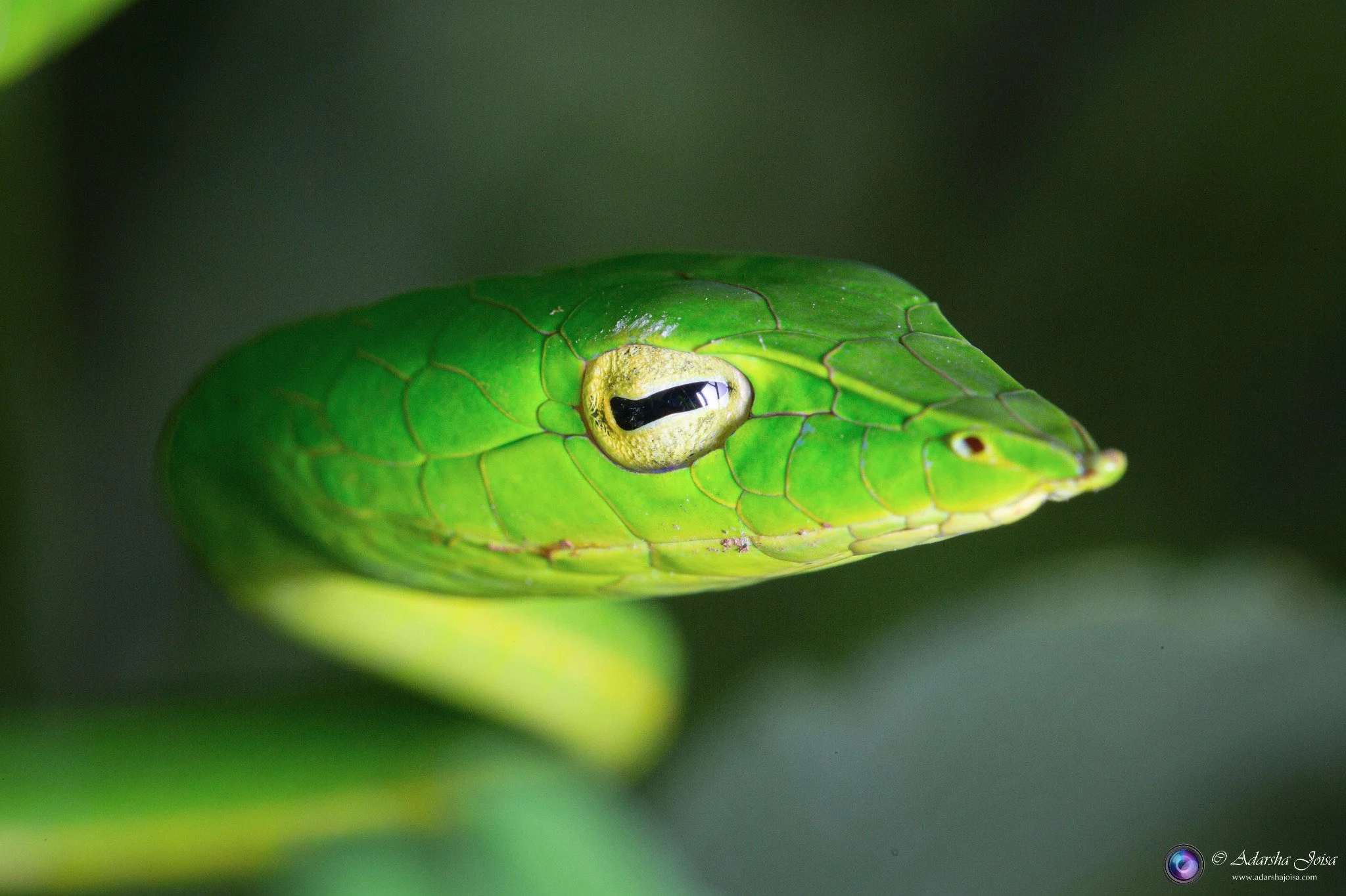 Green vine snake