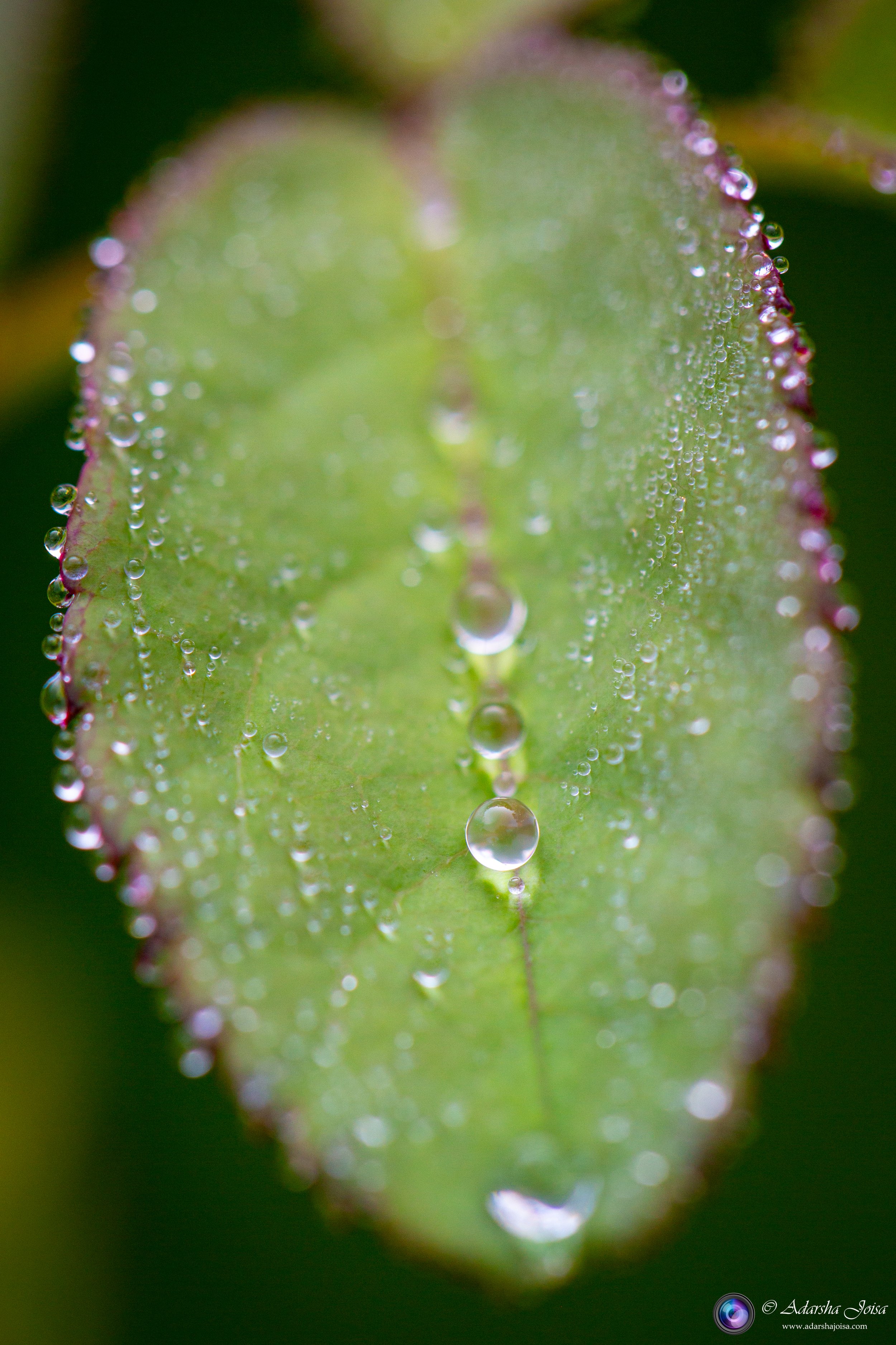 Morning dew