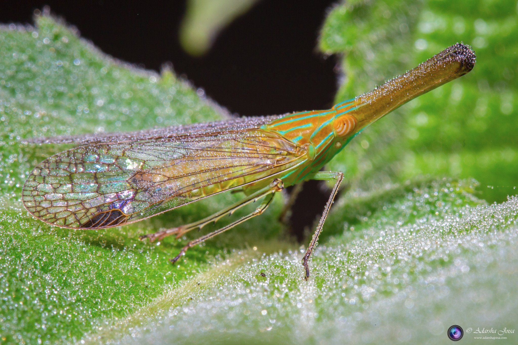 Colorful Treehopper