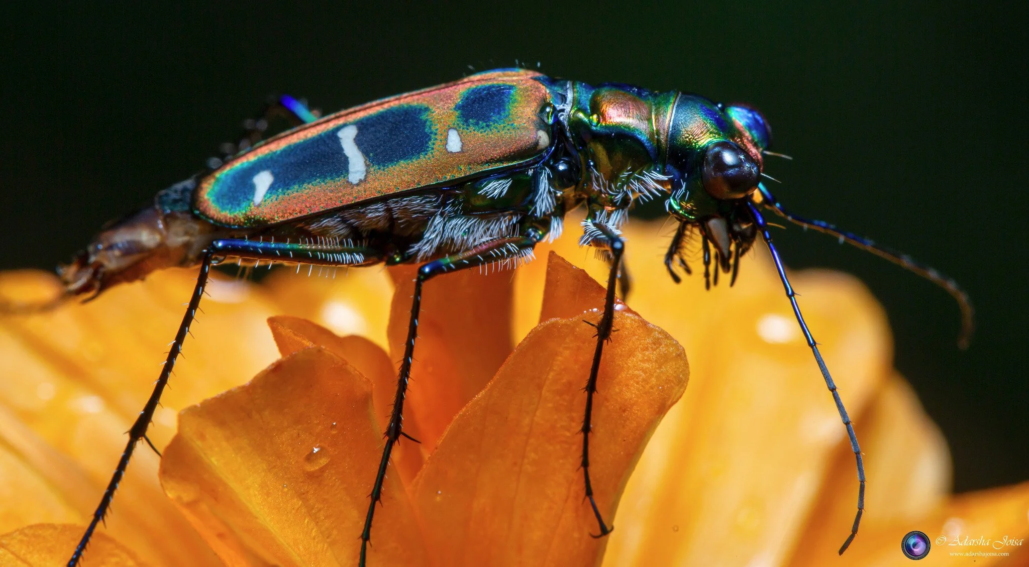 Rainbows in a bug
