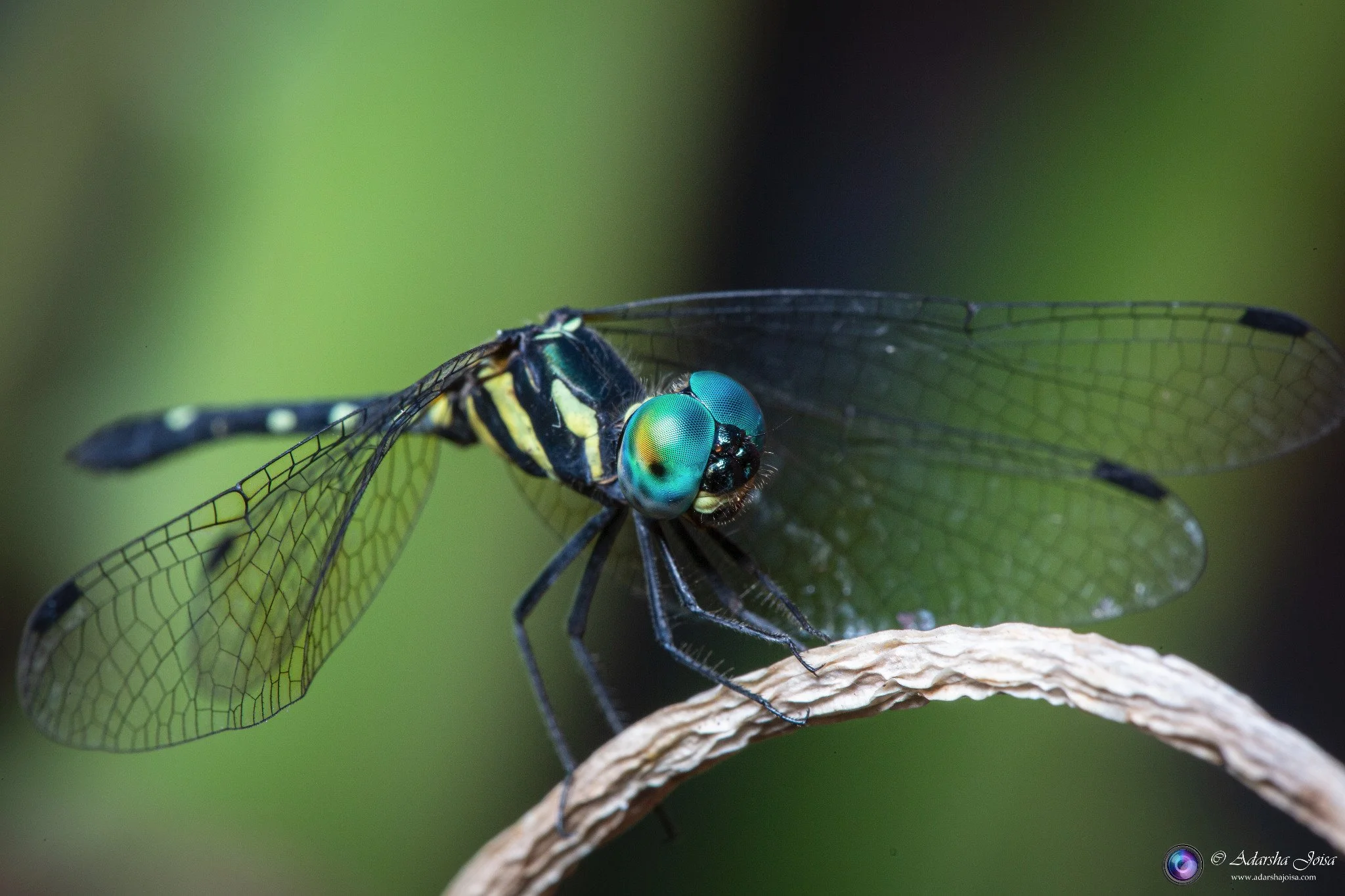 Dragonfly