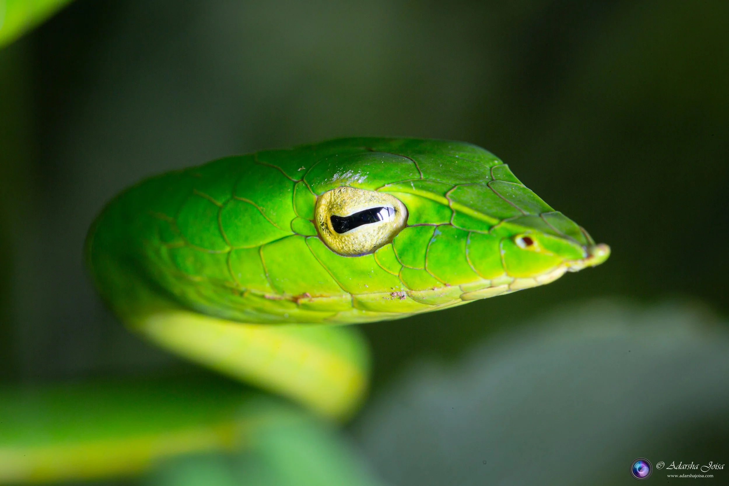Green vine snake