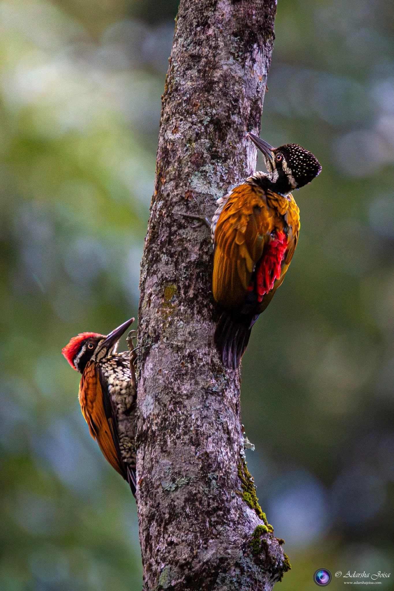 Woodpecker Pair in the Western Ghats