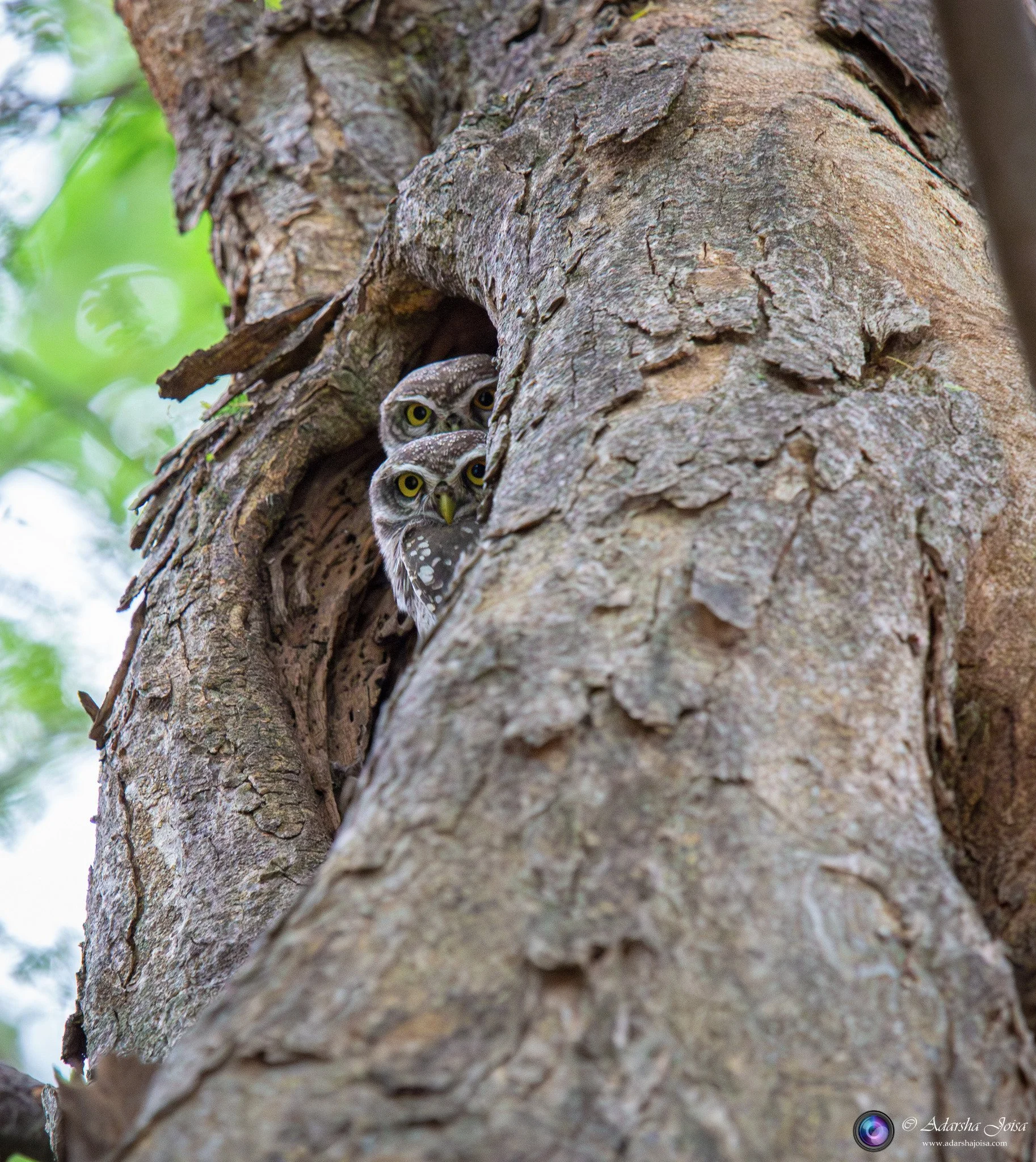 Peekaboo