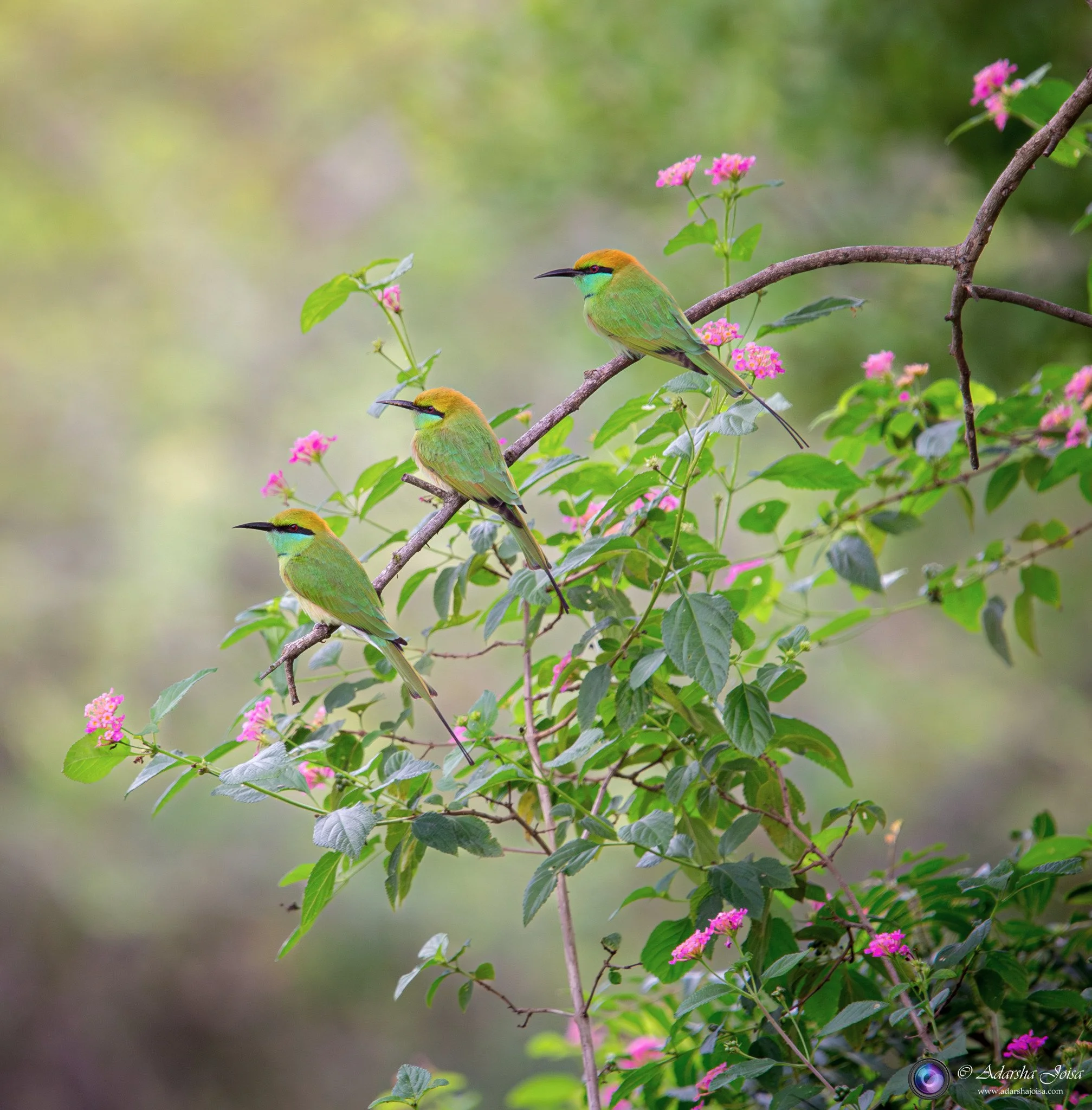 Bee eaters