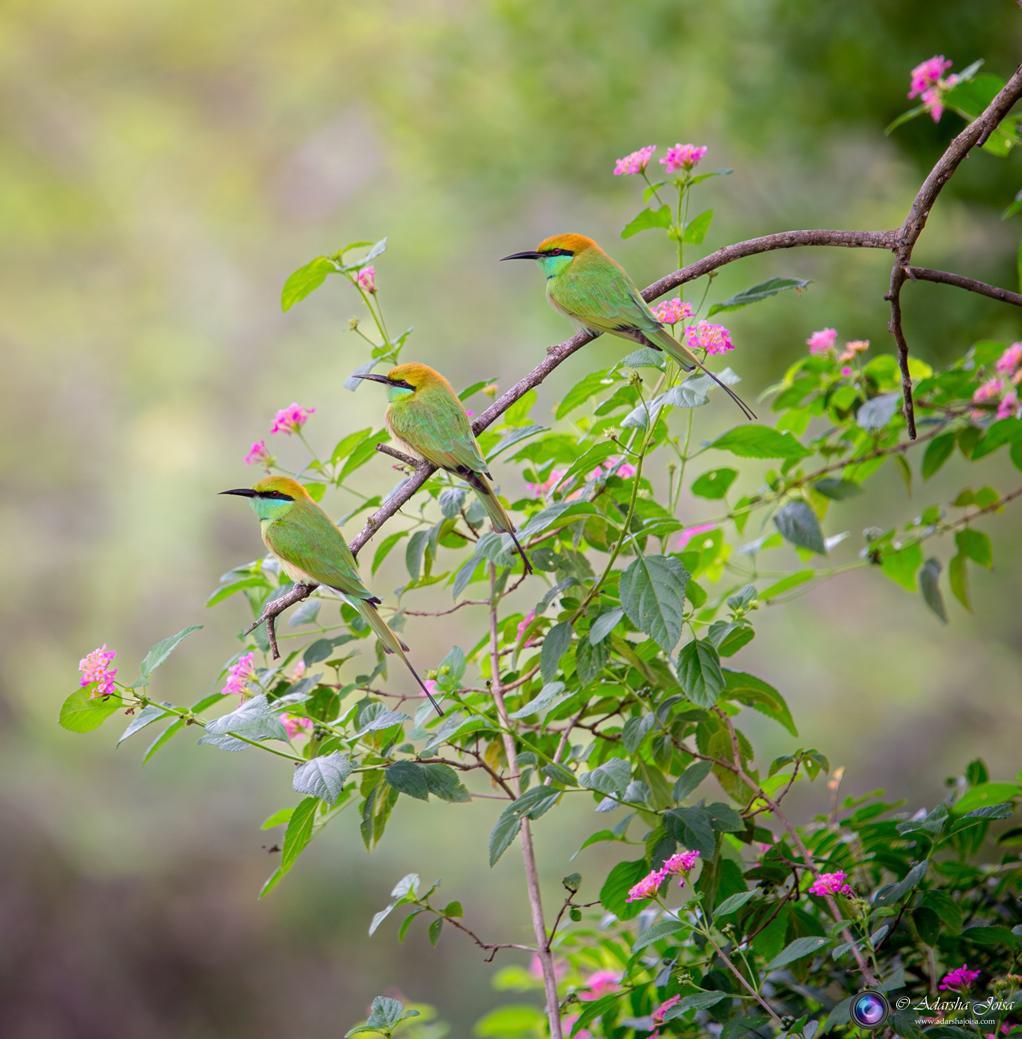 Bee eaters