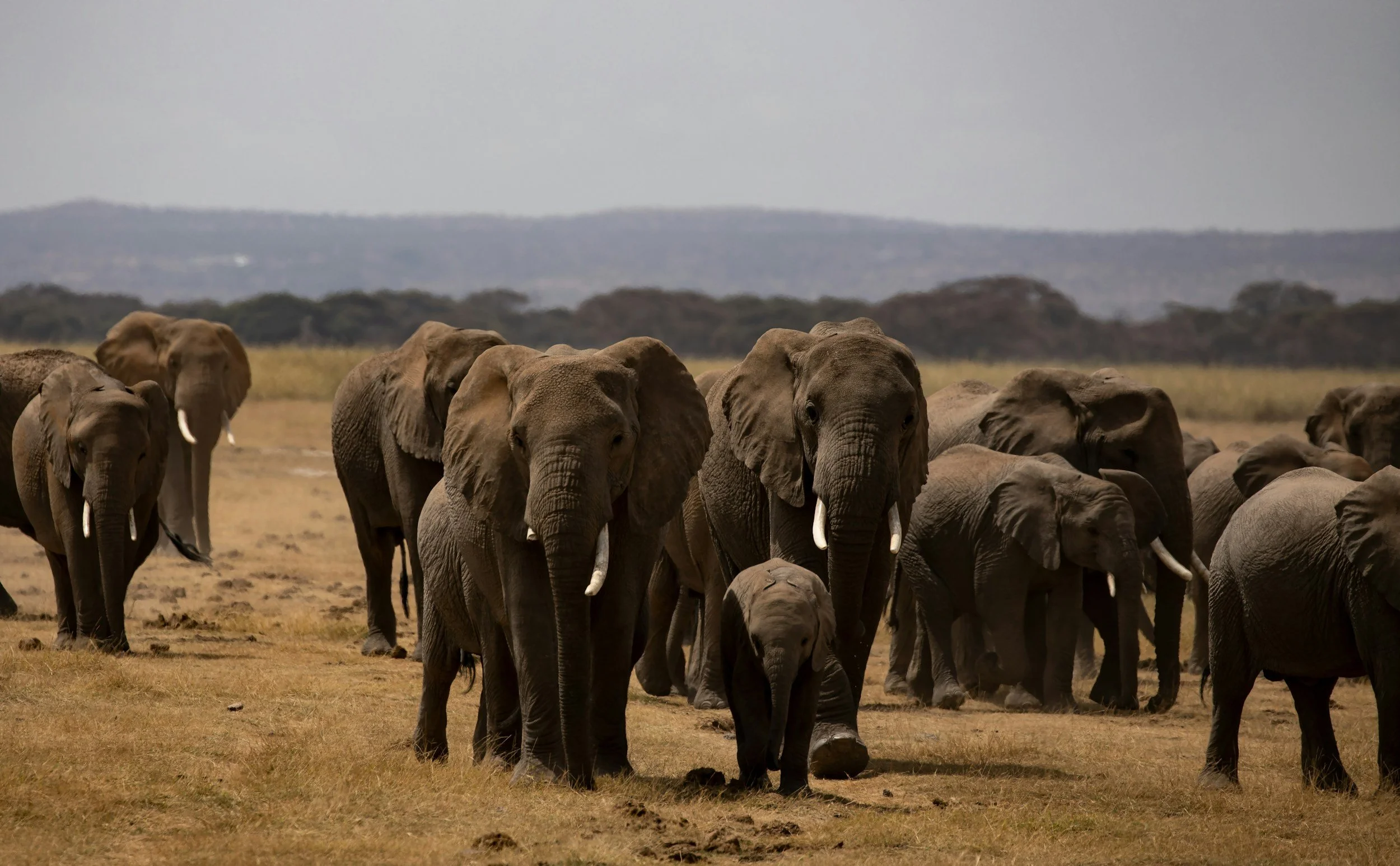 A herd of elephants walking across a savannah landscape with trees and hills in the background.