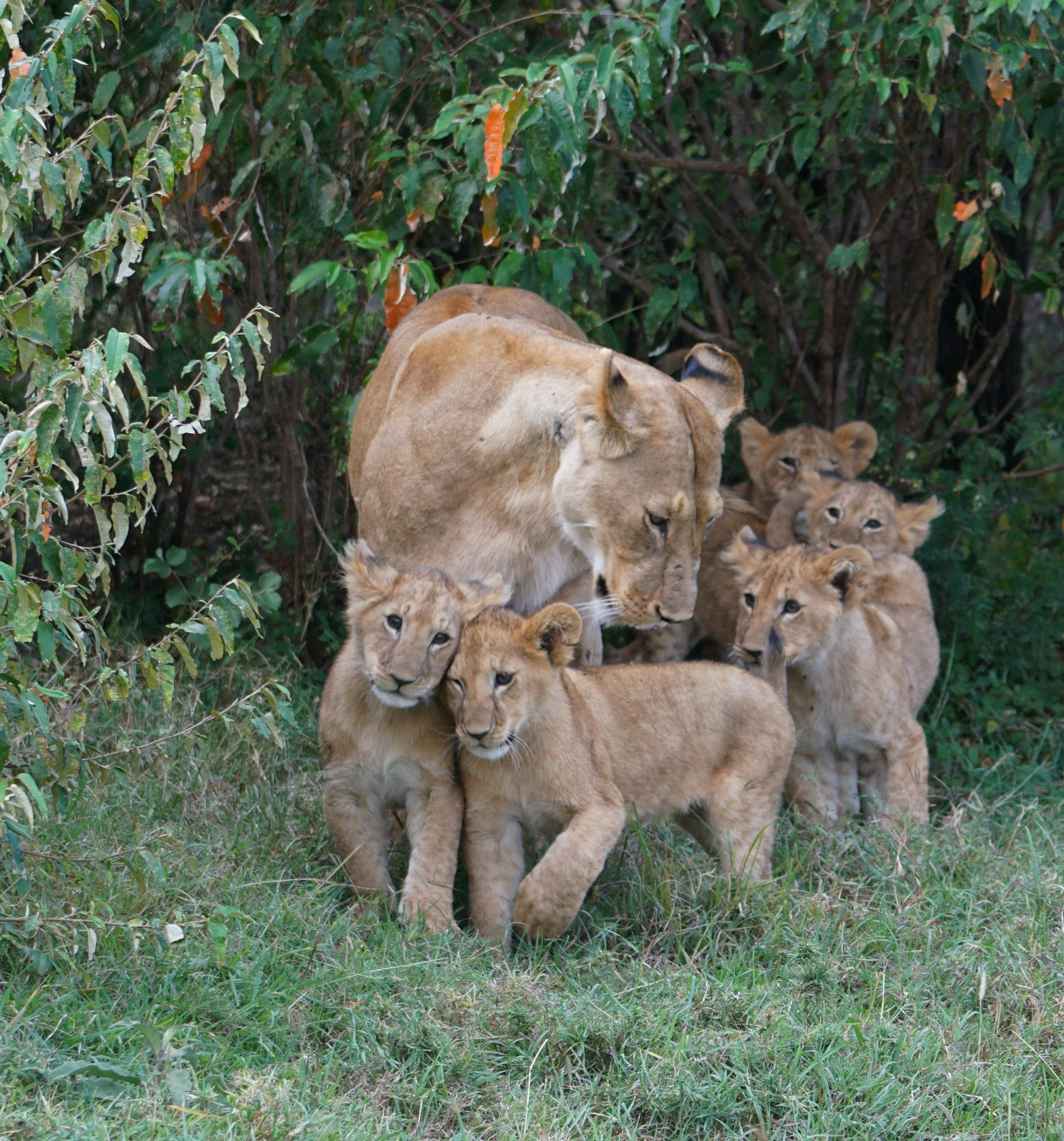 Lions resting on grass in a lush green jungle.