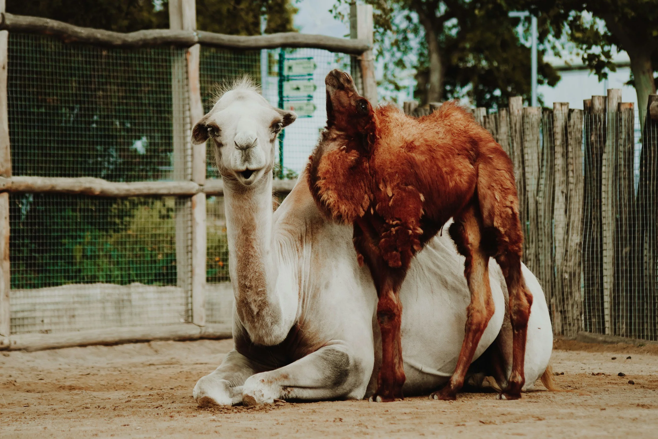 A white horse is sitting on the ground in a fenced area with a red and brown young horse riding on its back. The background shows trees and a wooden fence.