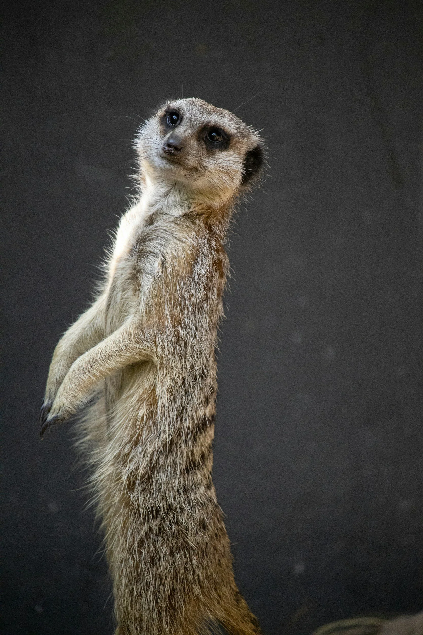 A meerkat standing upright, looking to the side, with a dark blurred background.