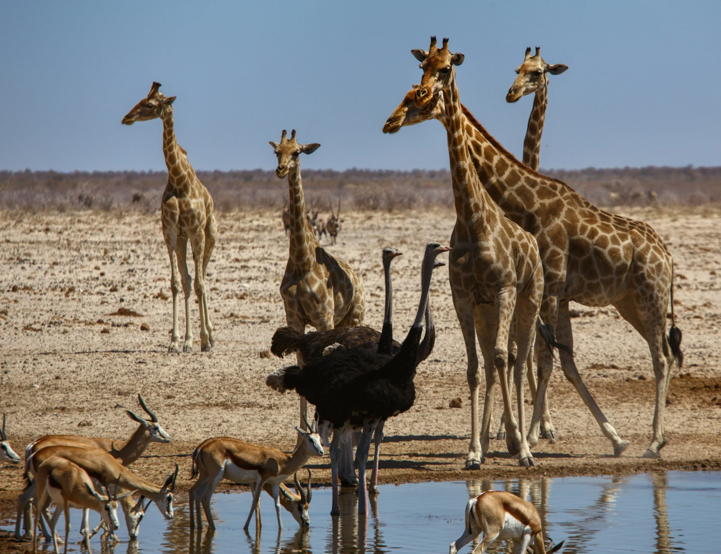 A group of giraffes and some antelopes gathered near a waterhole in a dry landscape with a clear blue sky.