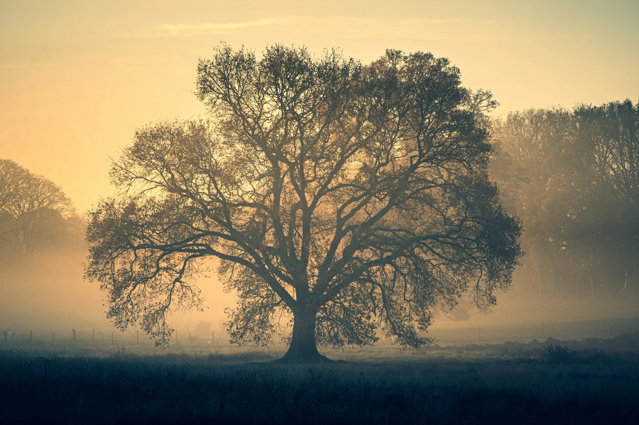 A large, leafless tree standing alone in a field during sunset or sunrise with a hazy sky in the background.