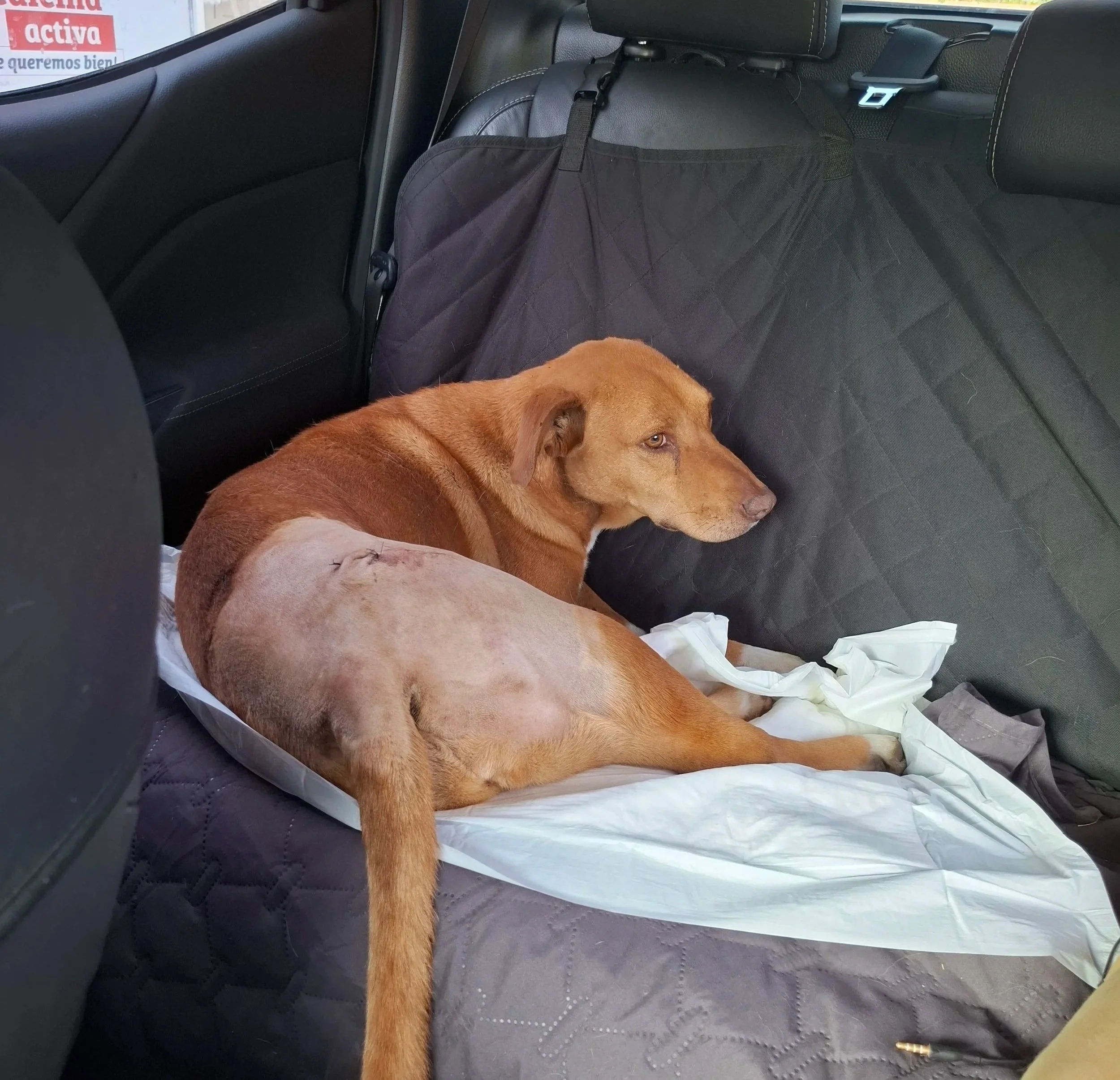Courage, Determination, and the Journey Home