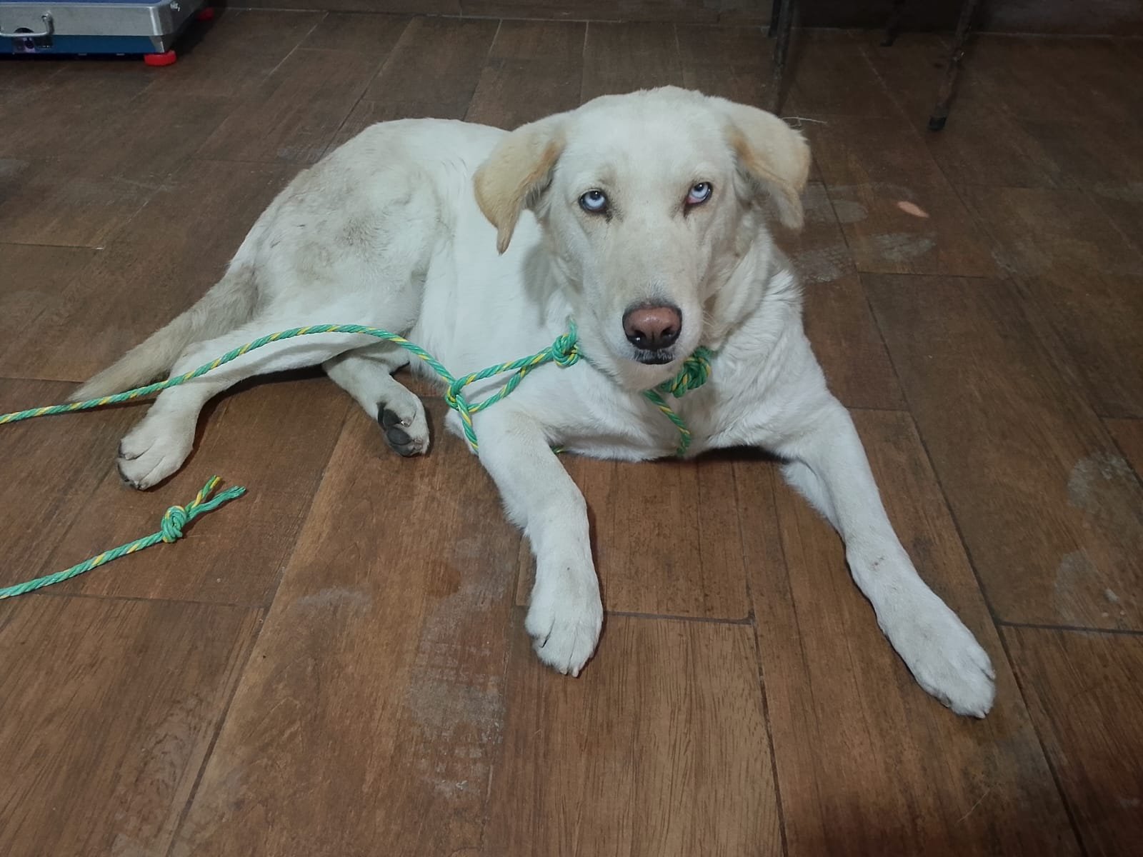 Why Early Spaying Saves Lives