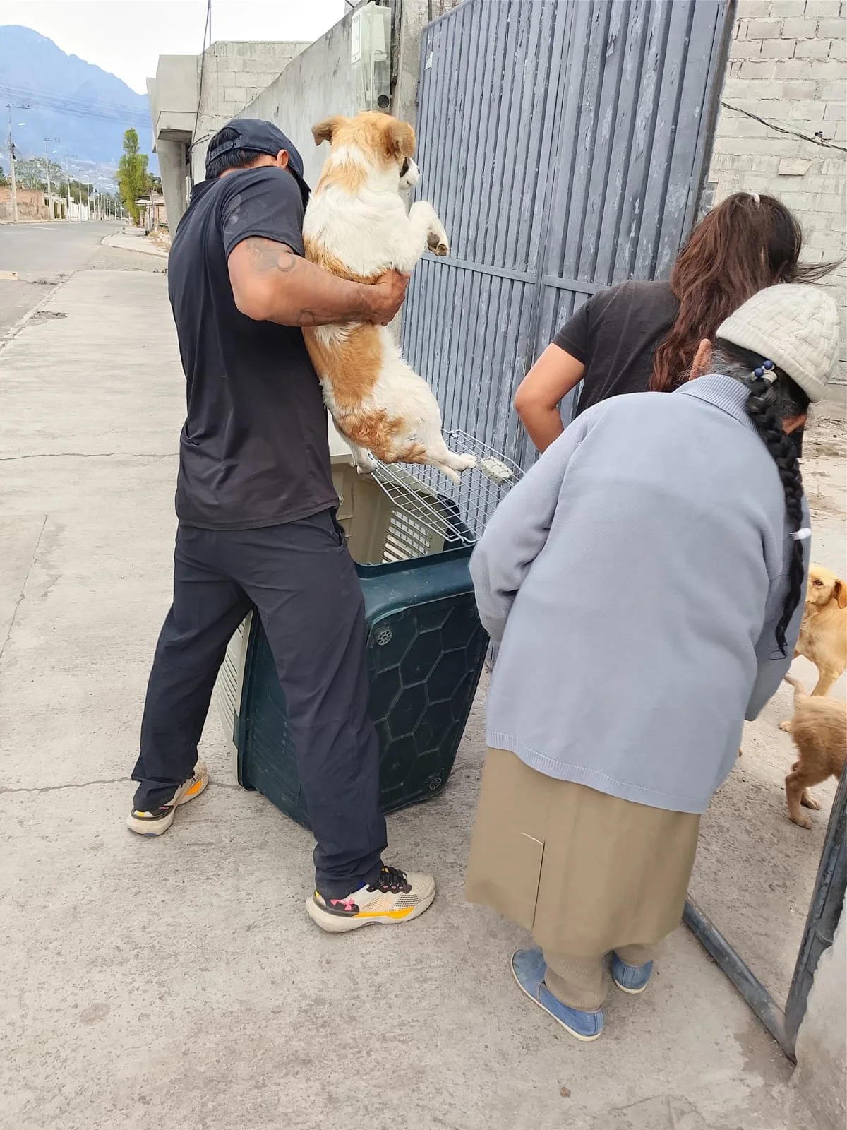 Two 6-Month-Old Puppies Successfully Spayed