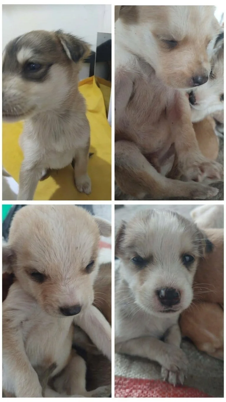 A Heroic Foster Dog and an Urgent Call in San Pablo, Otavalo