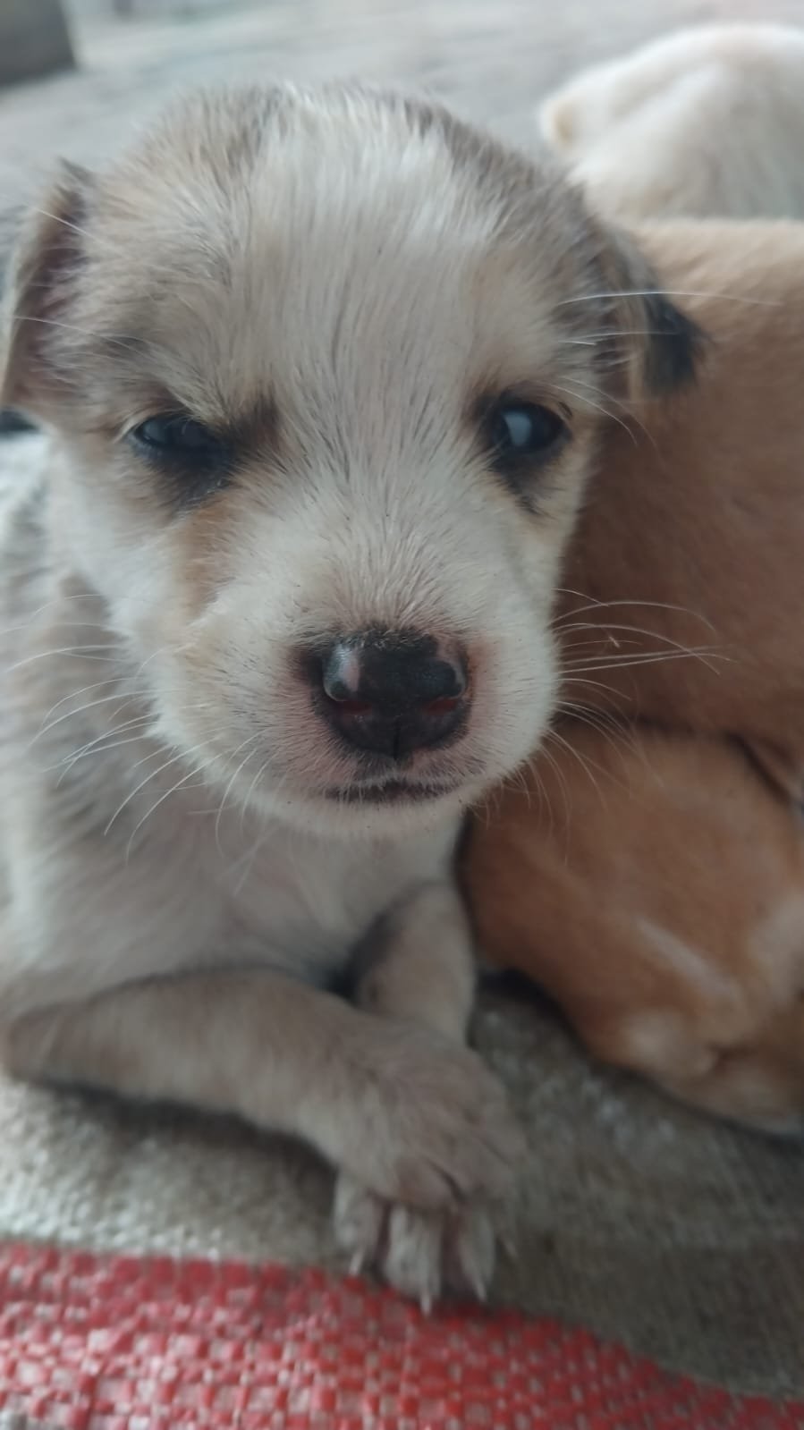 Male Puppy 1 - 5 weeks