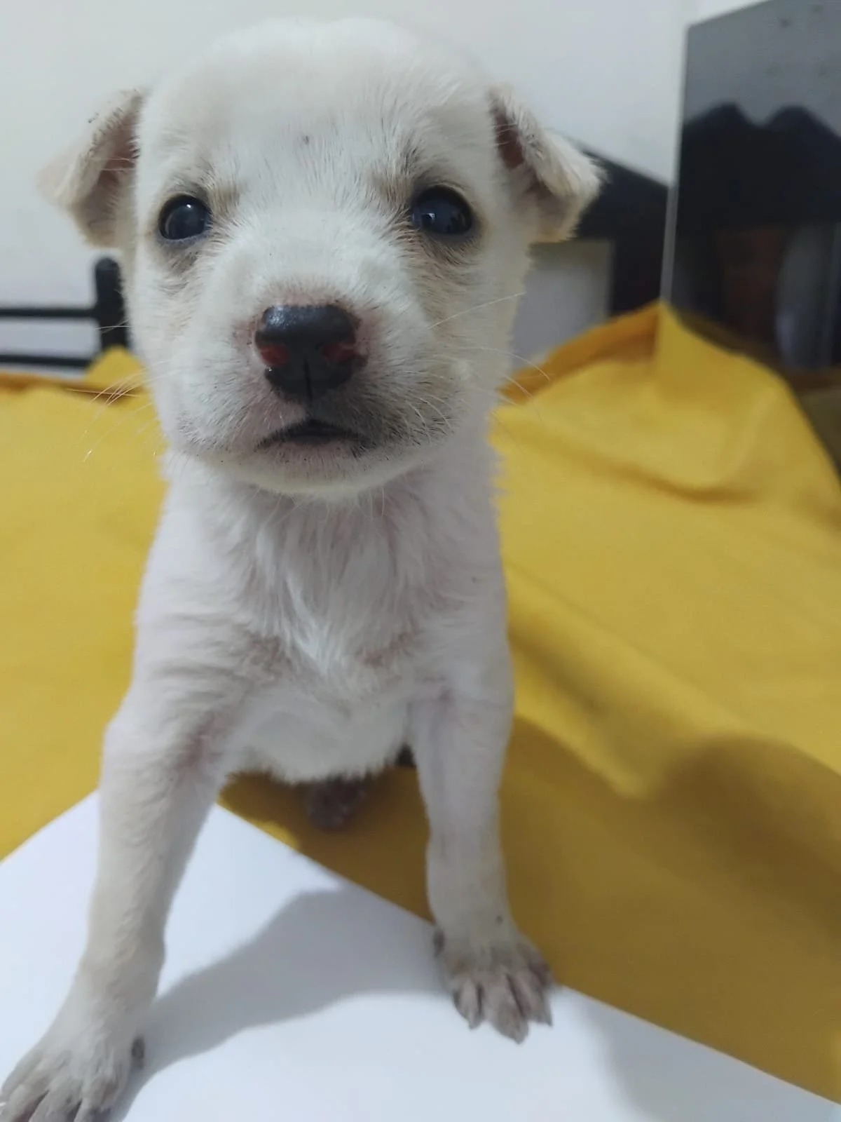 Female Puppy 1 - 5 weeks