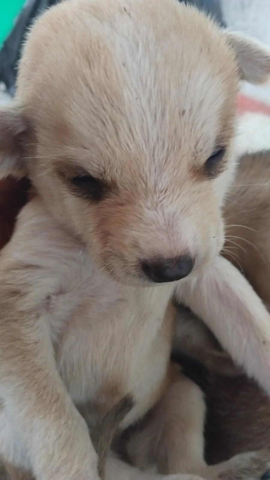 Male Puppy 2 - 5 weeks