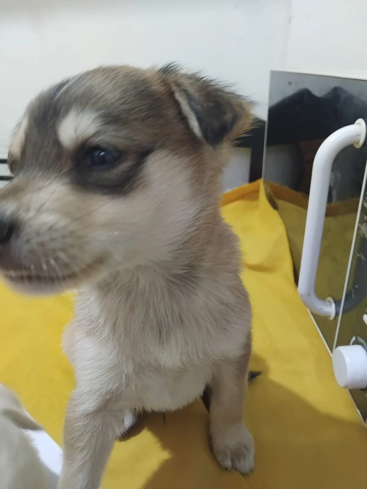 Male Puppy 4 - 5 weeks