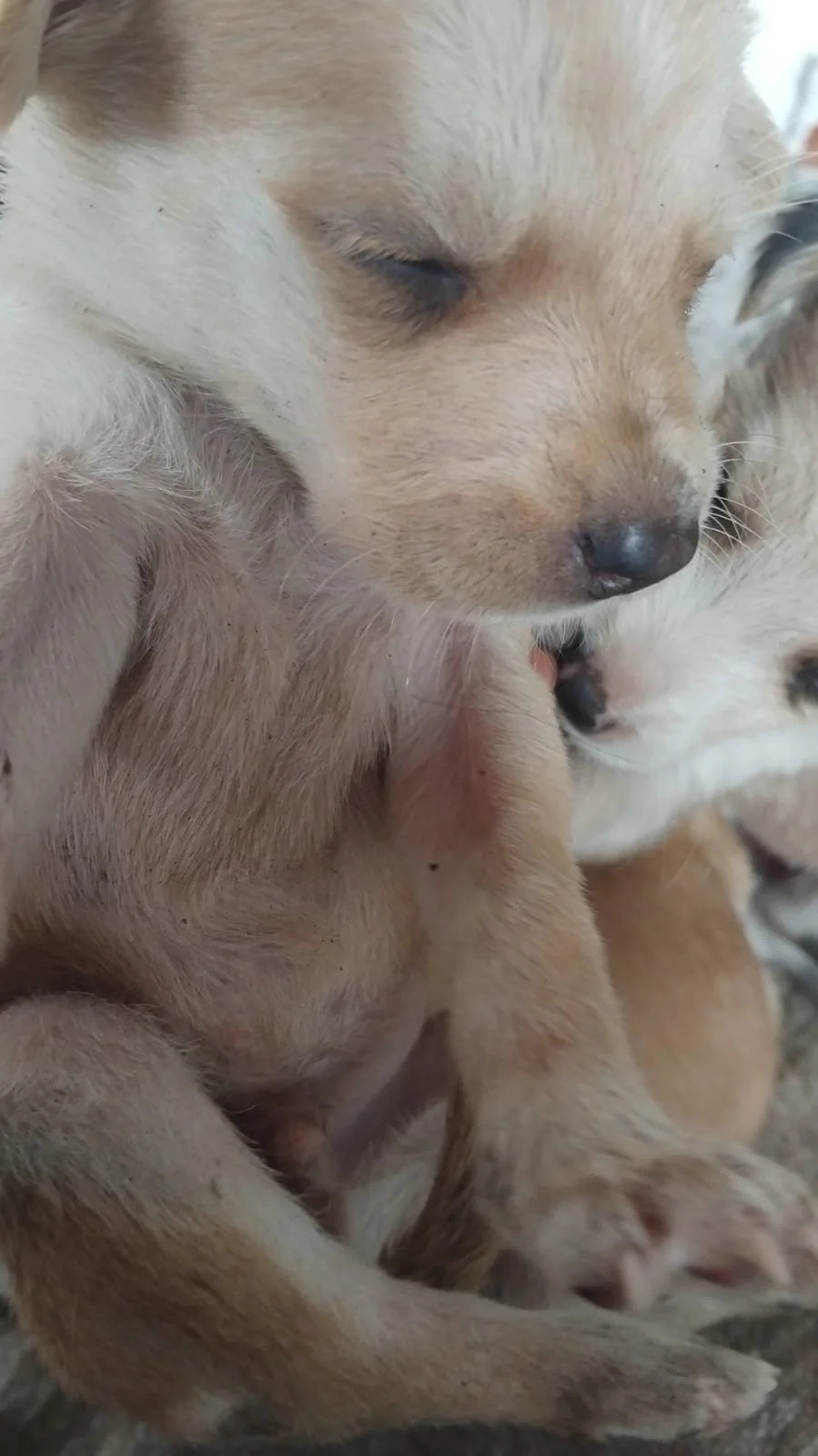 Male Puppy 3 - 5 weeks