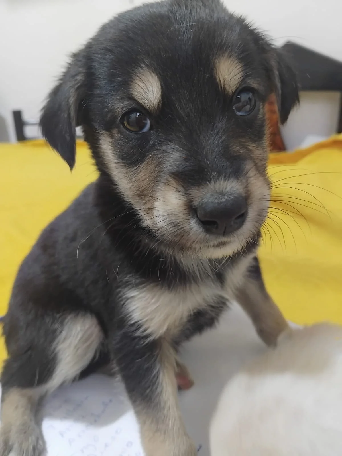 Female Puppy 2 - 5 weeks